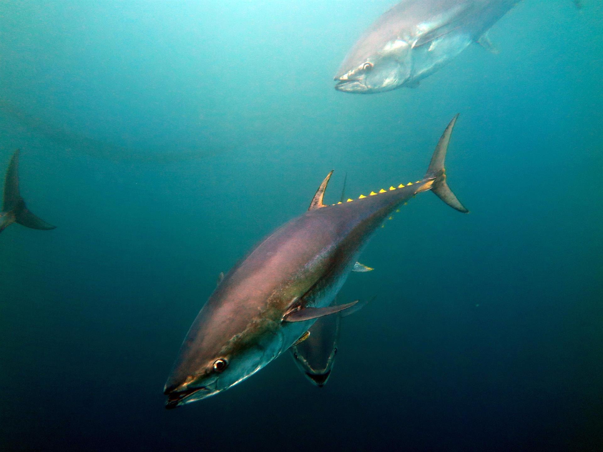 Pescadores canarios llevan al Parlamento su «no rotundo» al cerco de atún: «Nos dejaría KO»