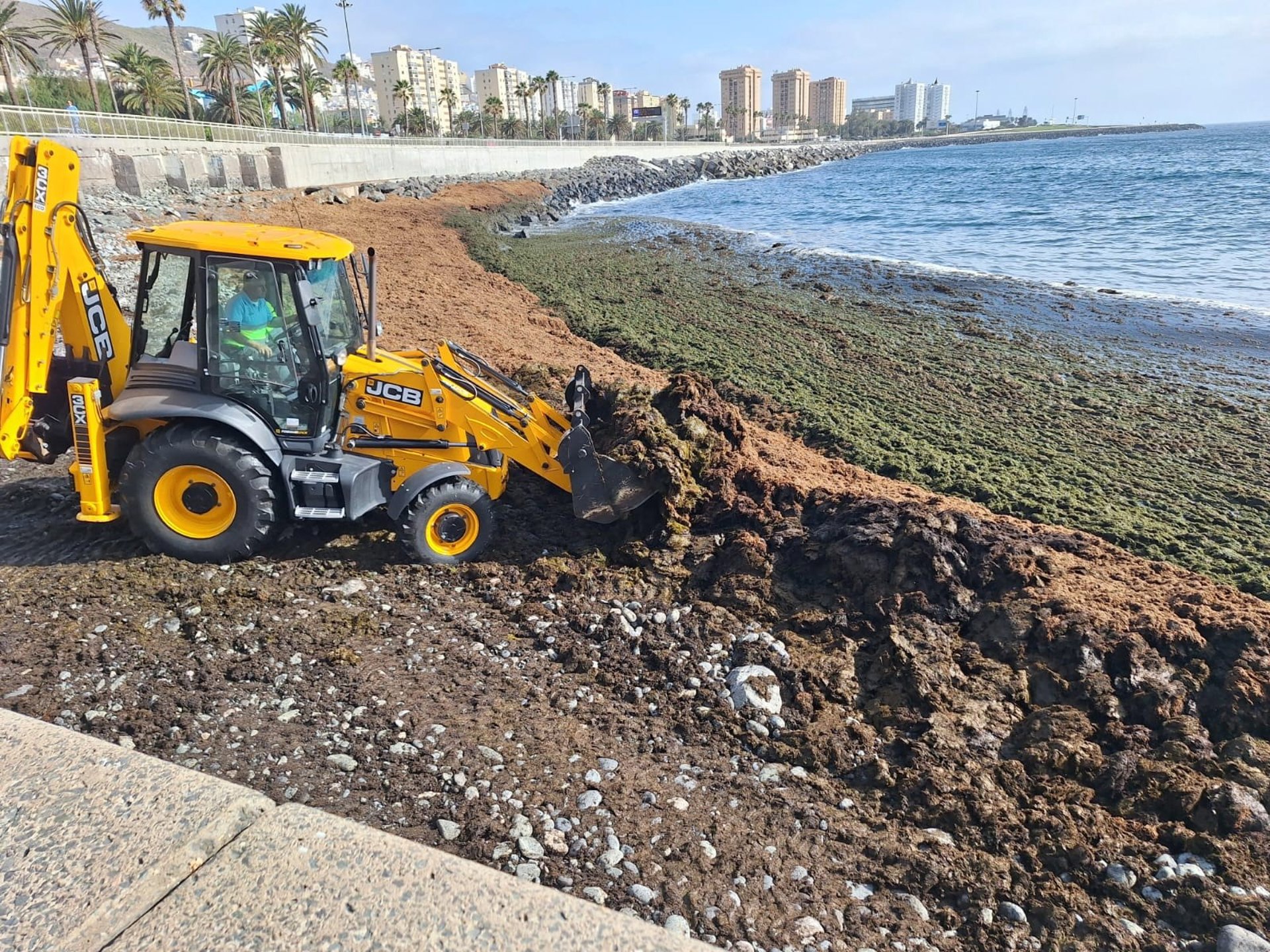 Retiran más de 100.000 kilos de algas en la costa del Cono Sur de Las Palmas de Gran Canaria en los últimos siete días