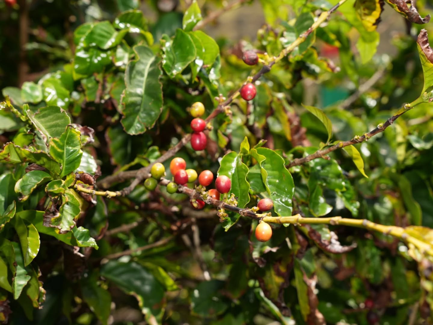 El café de Agaete supera el primer trámite para lograr la protección europea