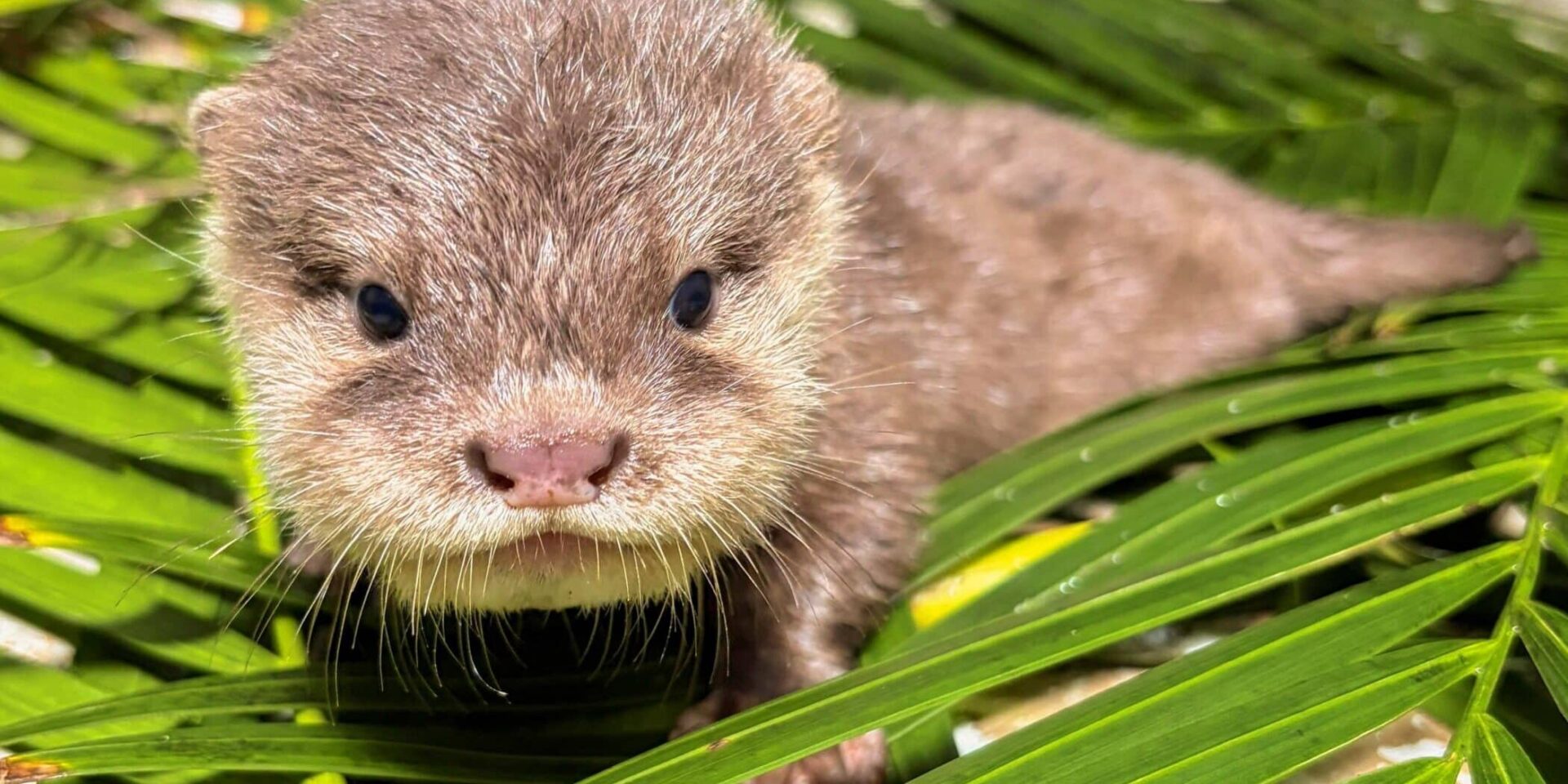 Nacen en Loro Parque cuatro crías de nutria asiática, una especie vulnerable
