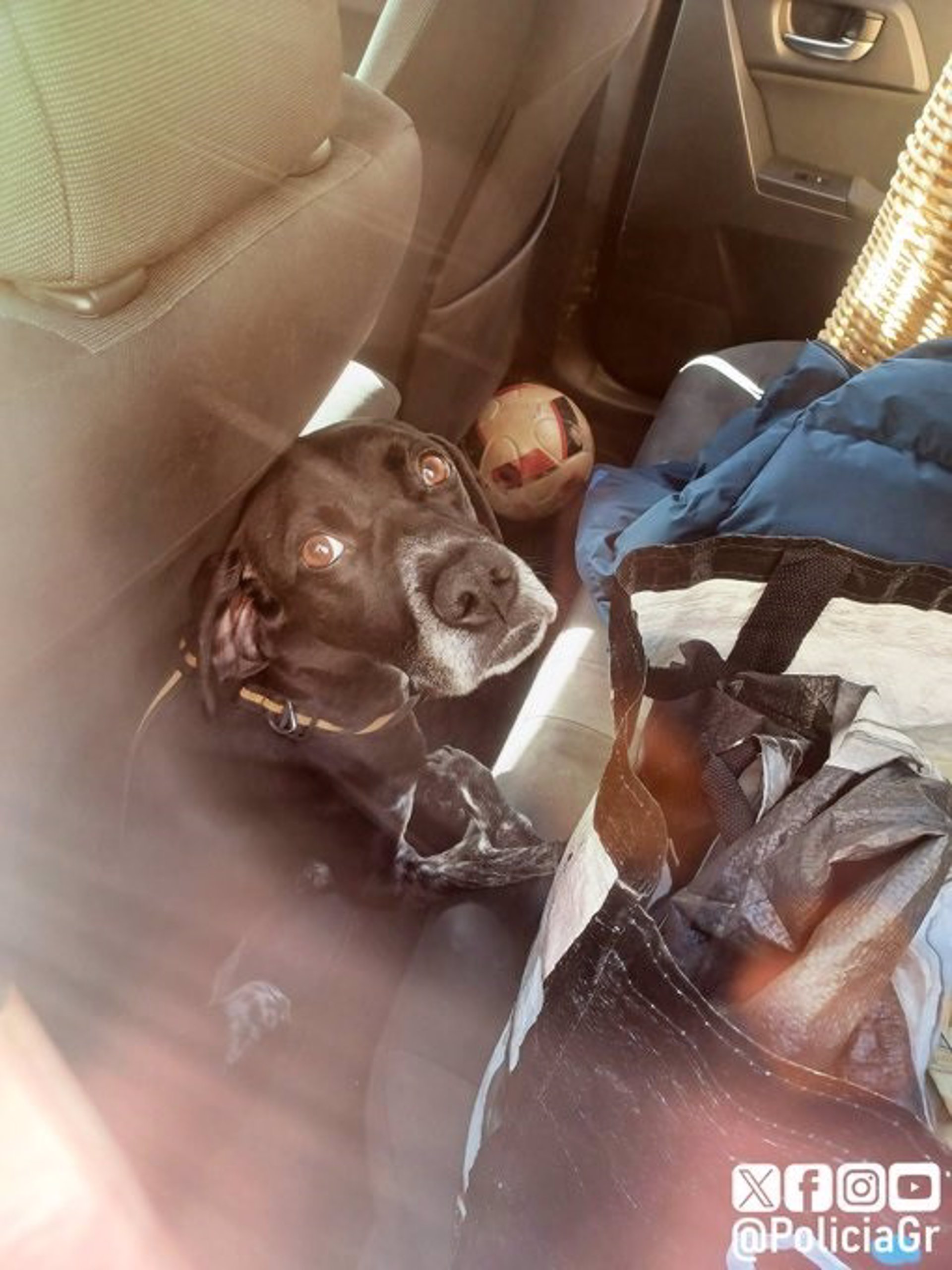La dueña de un perro al que encerró en un coche podría enfrentar una multa de hasta 10.000 euros