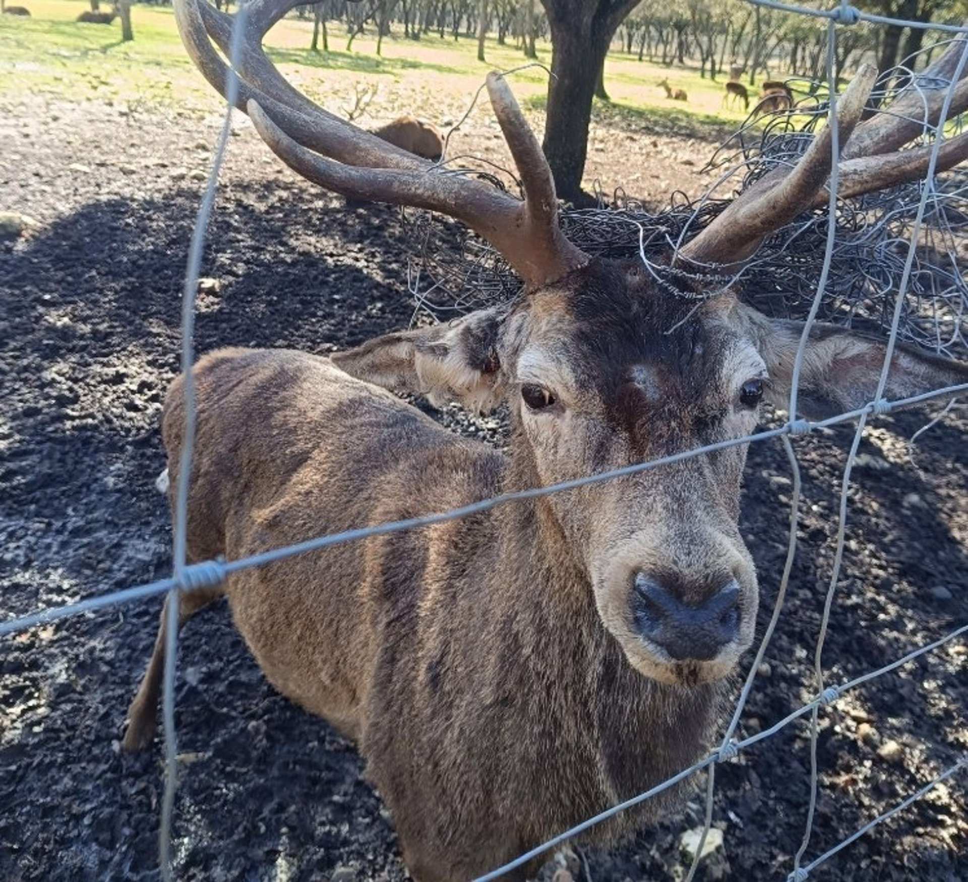 PACMA exige respuestas ante la «preocupante» situación de los ciervos en la Reserva de Valdellano (Palencia)