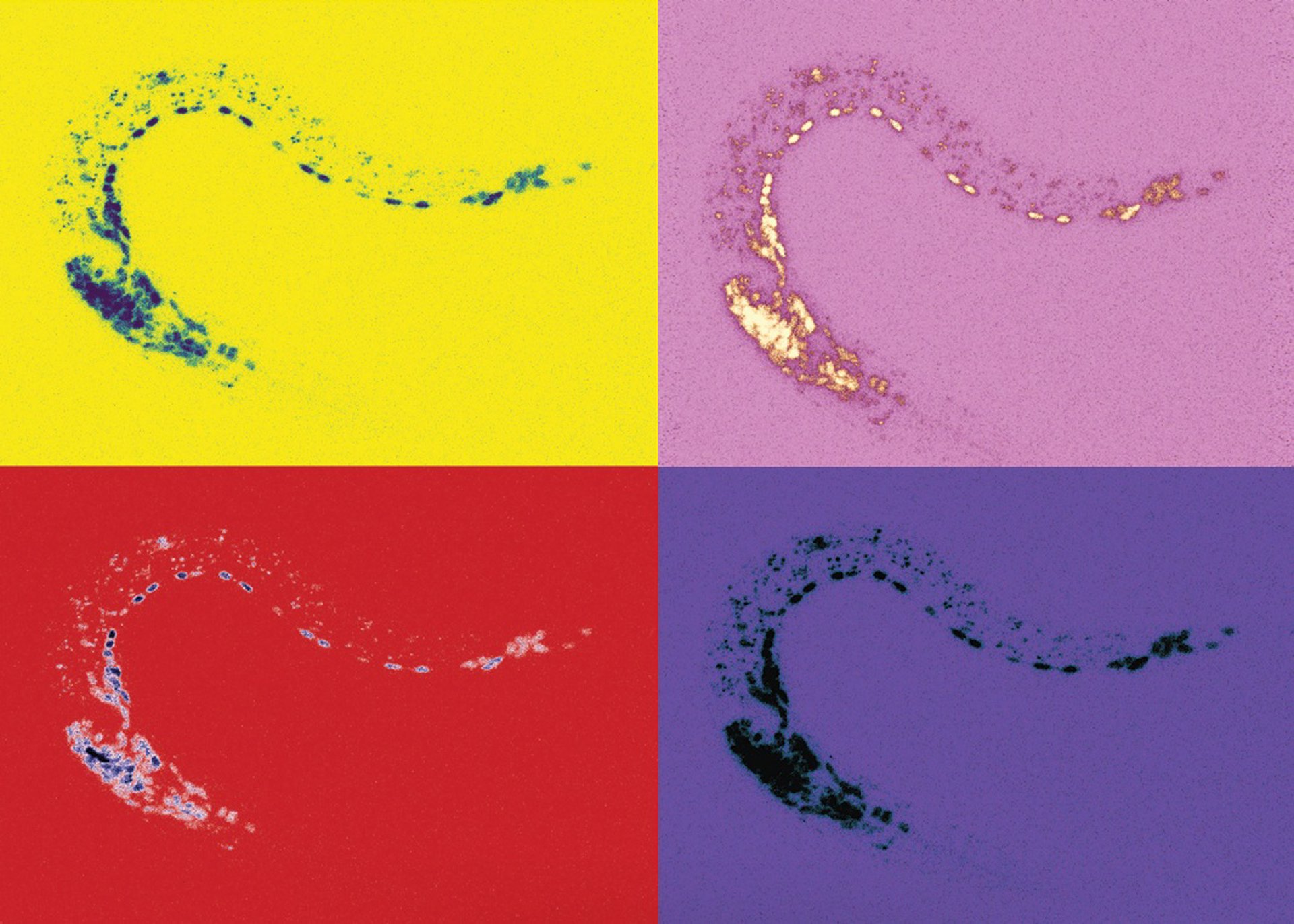 Un estudio revela un mecanismo «clave» para controlar la actividad que regula la identidad neuronal