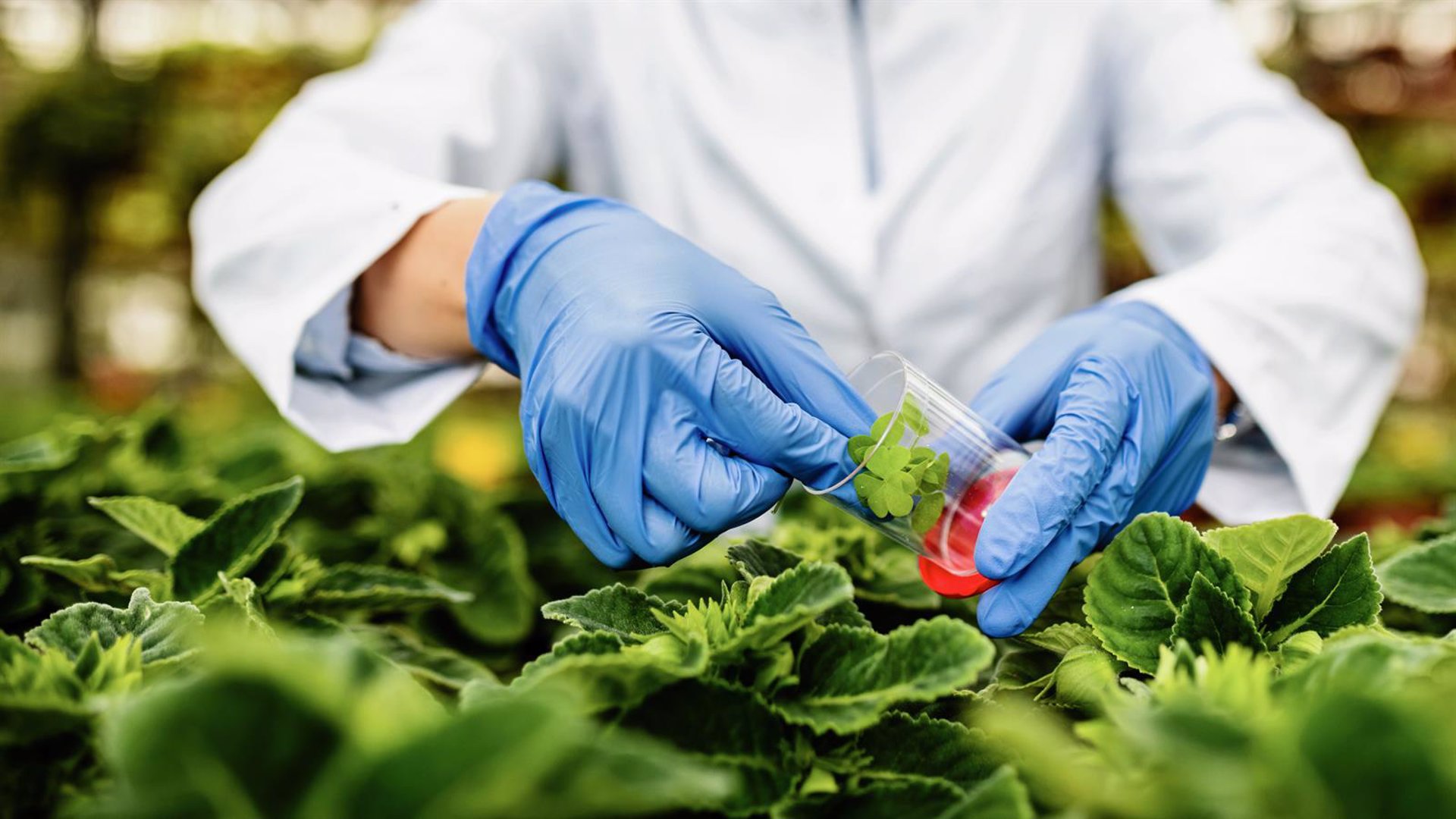 Descubren el papel clave de una proteína en el desarrollo y la regulación genética de las plantas
