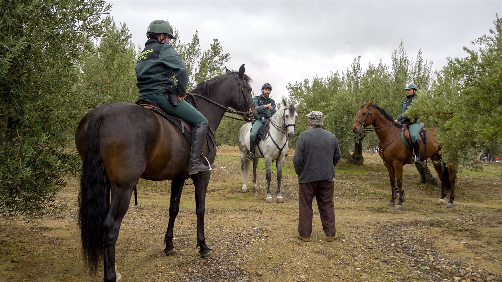 La campaña termina en Jaén con más de 377.000 kilos de aceituna robada, un 62% recuperado y 10 detenidos