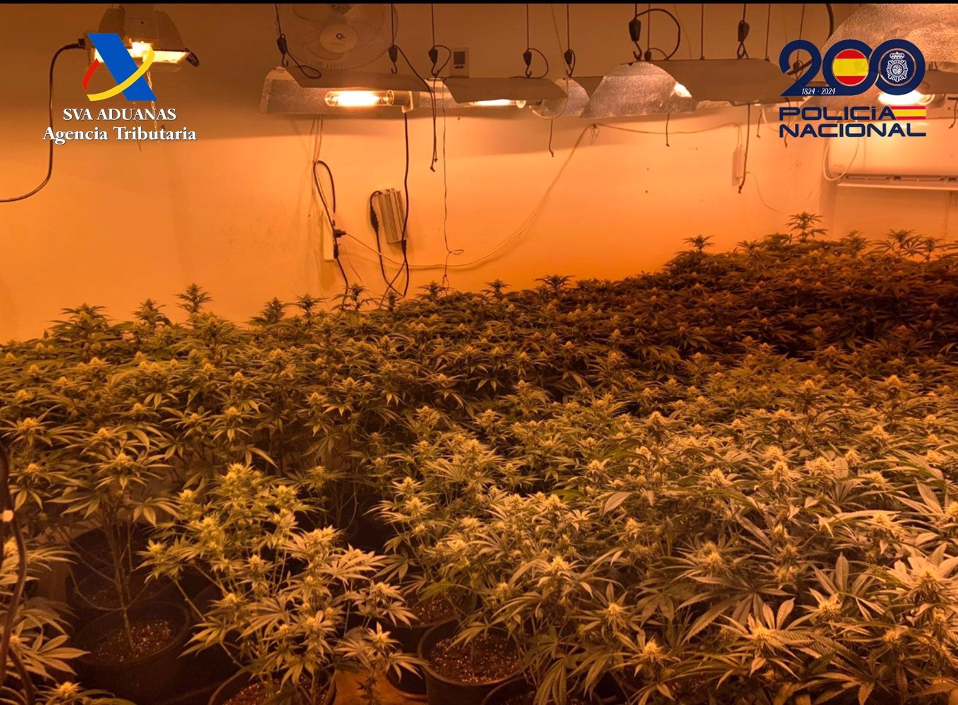 Seis detenidos al desmantelar un centro de producción de marihuana de varios pisos en Lleida