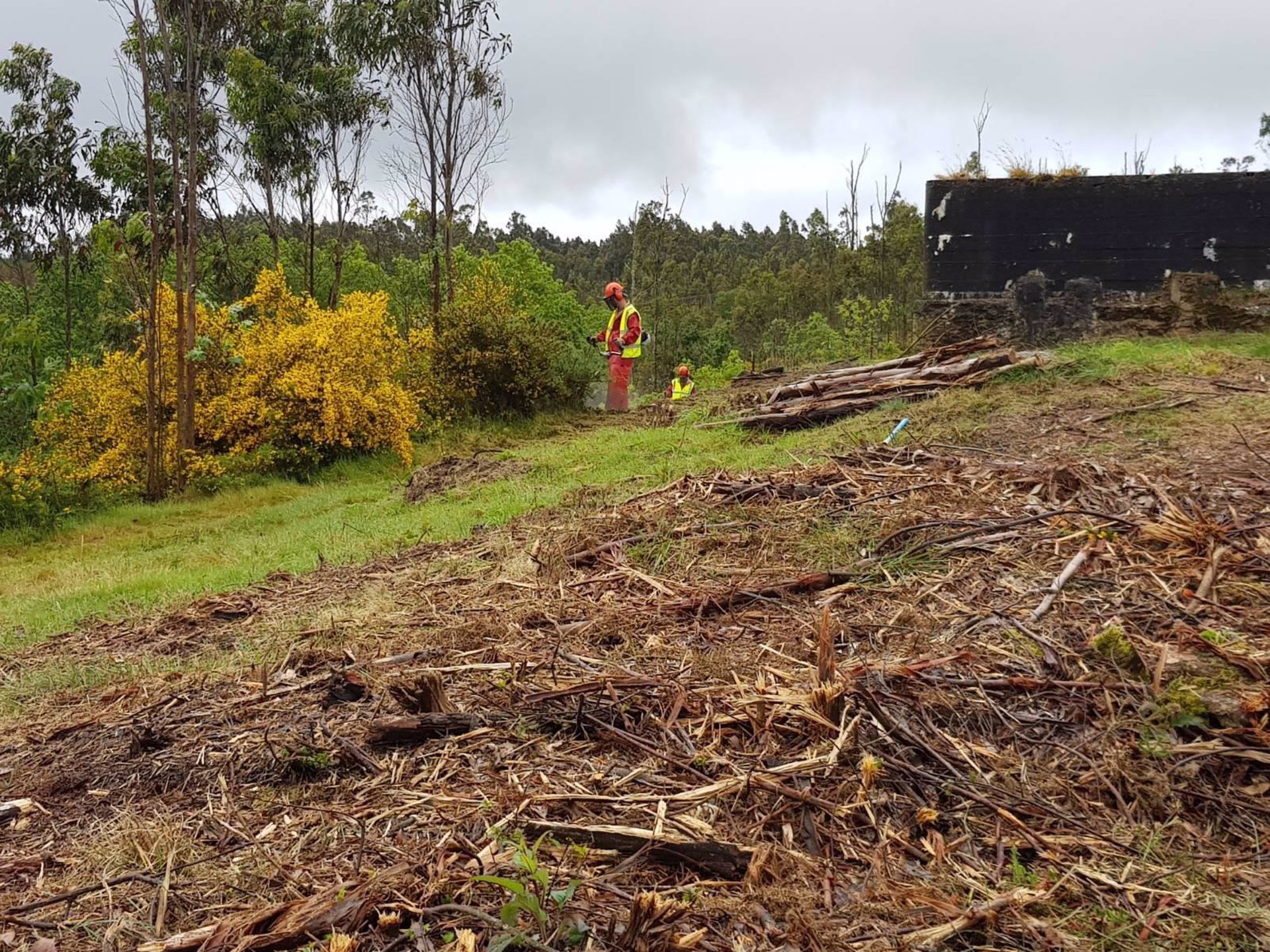 La Xunta ofrece a dueños de fincas plantas específicas para sembrar en franjas secundarias para evitar incendios