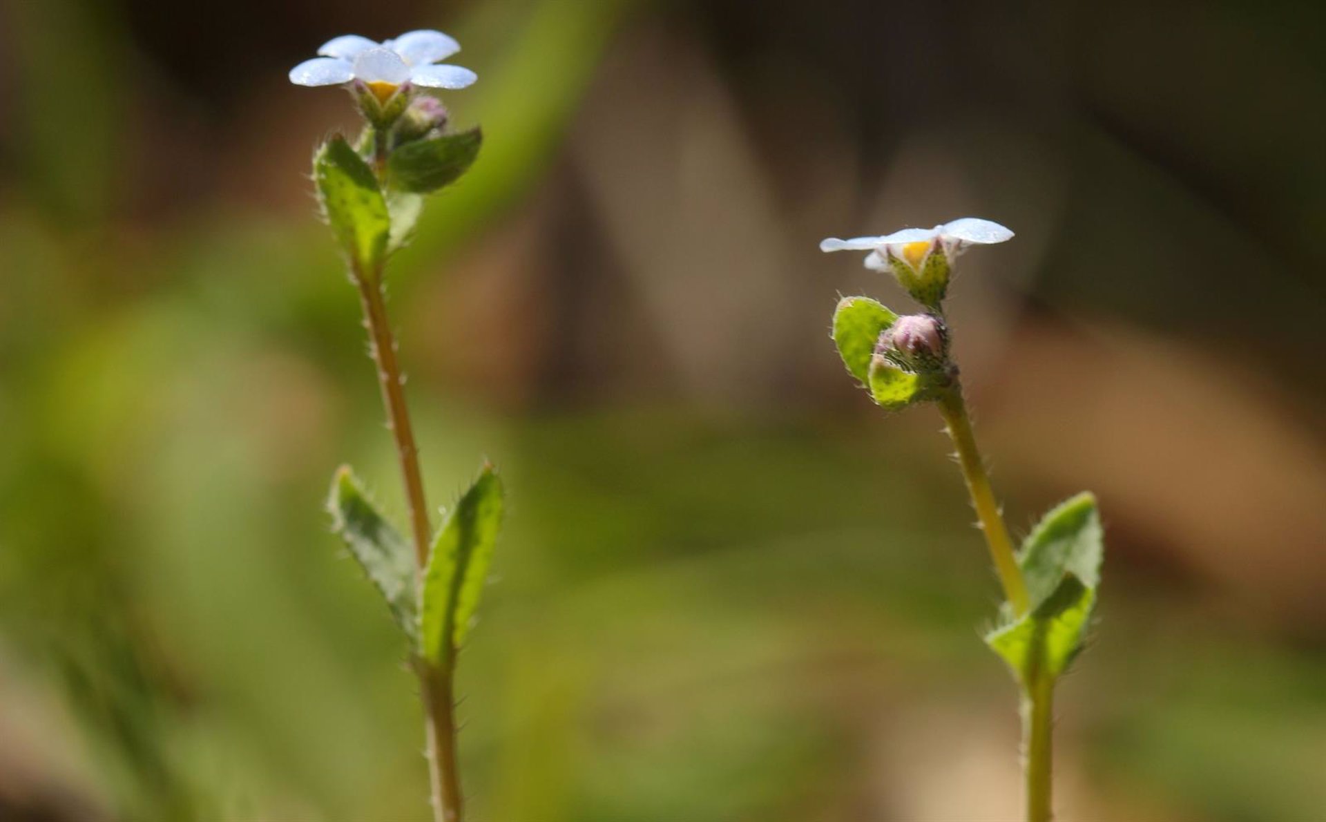Junta confirma el redescubrimiento de la especie vegetal ‘Nomevés’ en Sevilla tras 42 años dada por extinguida