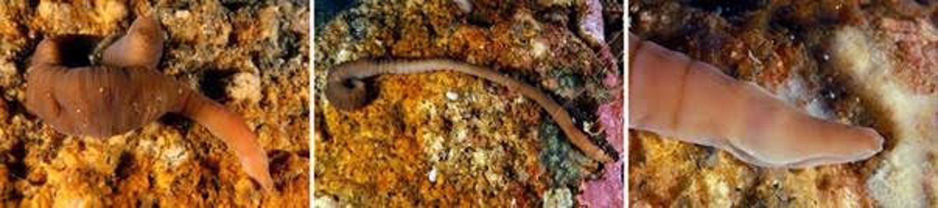 Descubren en la ría de Arousa al ‘nemertino acordeón’, una nueva especie de gusano que habita a 30 metros de profundidad