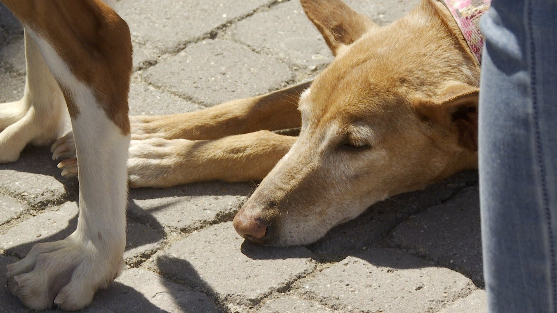 Más de 30 perros afectados por la dana desfilan en busca de un hogar en Bioparc: «No pueden caer en el olvido»