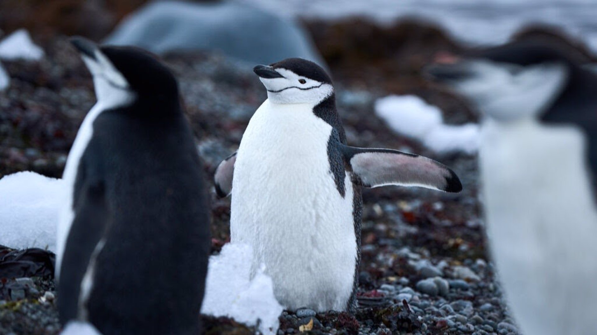 La contaminación acústica podría causar estrés a la fauna de la Antártida, según un estudio