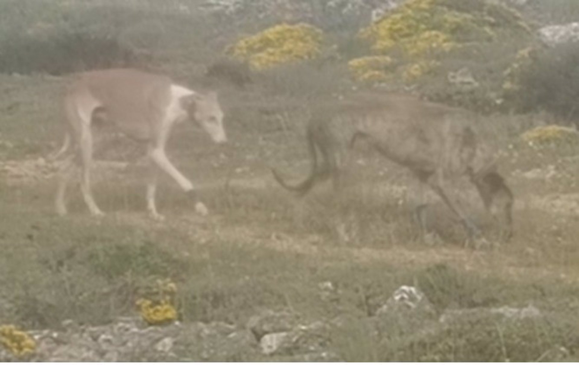 Pillan a un vecino de Tudela (Navarra) cazando en Soria de forma ilegal y en su huida abandona a sus perros