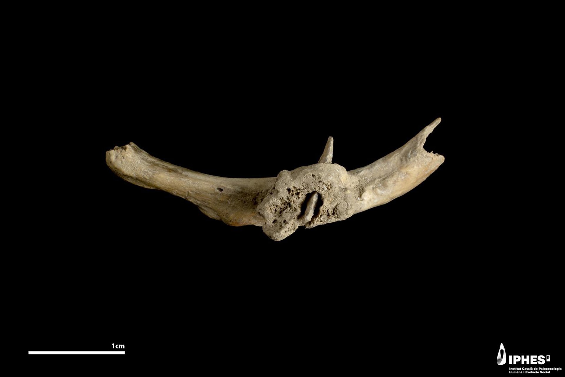 Hallan una flecha incrustada en una costilla humana de hace más de 4.000 años en Queralbs (Girona)
