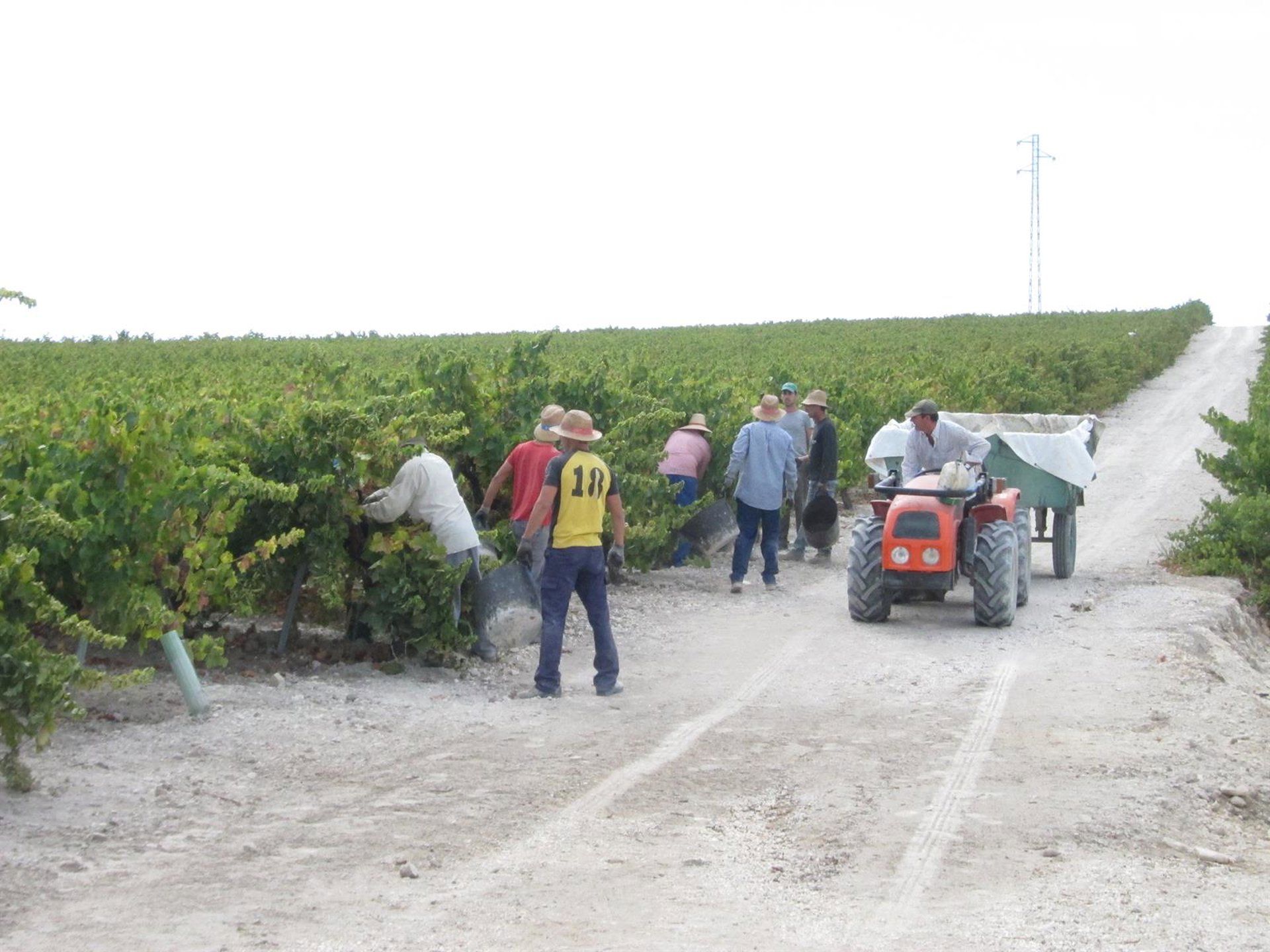 Comienza la vendimia en Montilla-Moriles (Córdoba) con la previsión de alcanzar los 18 millones de kilos