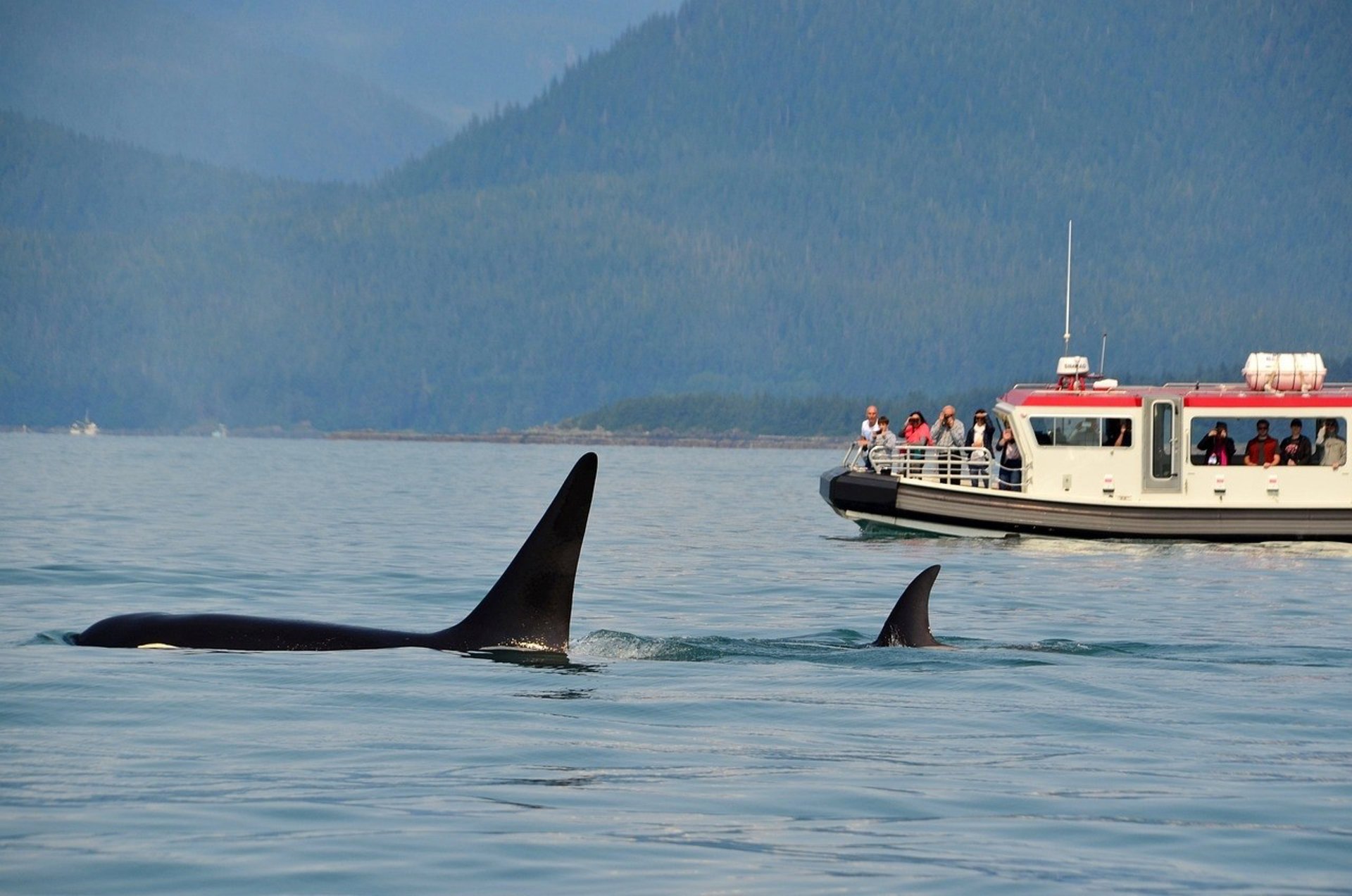 Piden declarar Santuario Marino a la zona del Estrecho para proteger a las orcas residentes