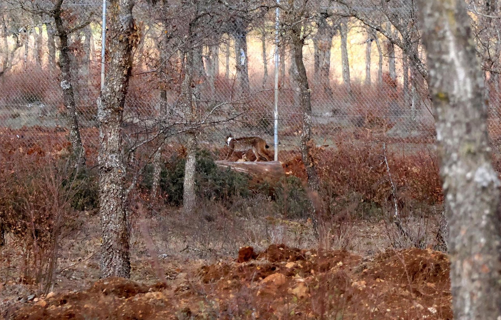 Fallece atropellado uno de los ocho ejemplares de lince ibérico liberadas en el Cerrato palentino