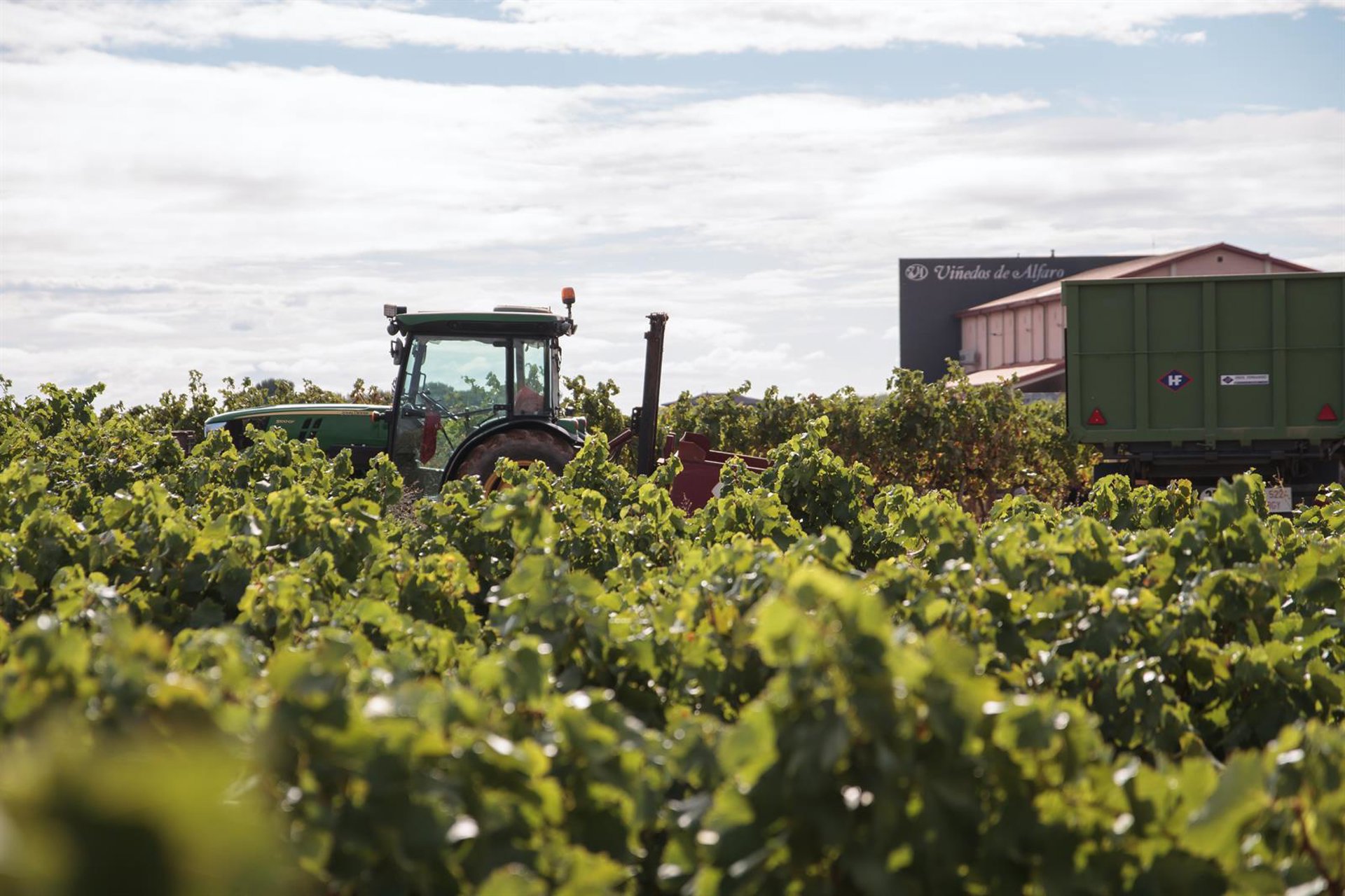 Aldeanueva de Ebro, la más madrugadora de DOCa Rioja, empieza el lunes la vendimia con merma de producción