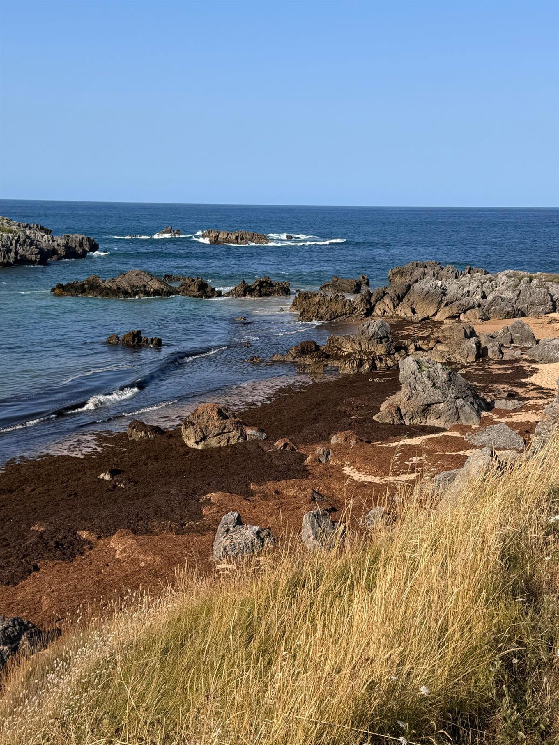 Recogidas 6.000 toneladas de algas en las playas de Noja y Santoña, 4.000 en la última semana
