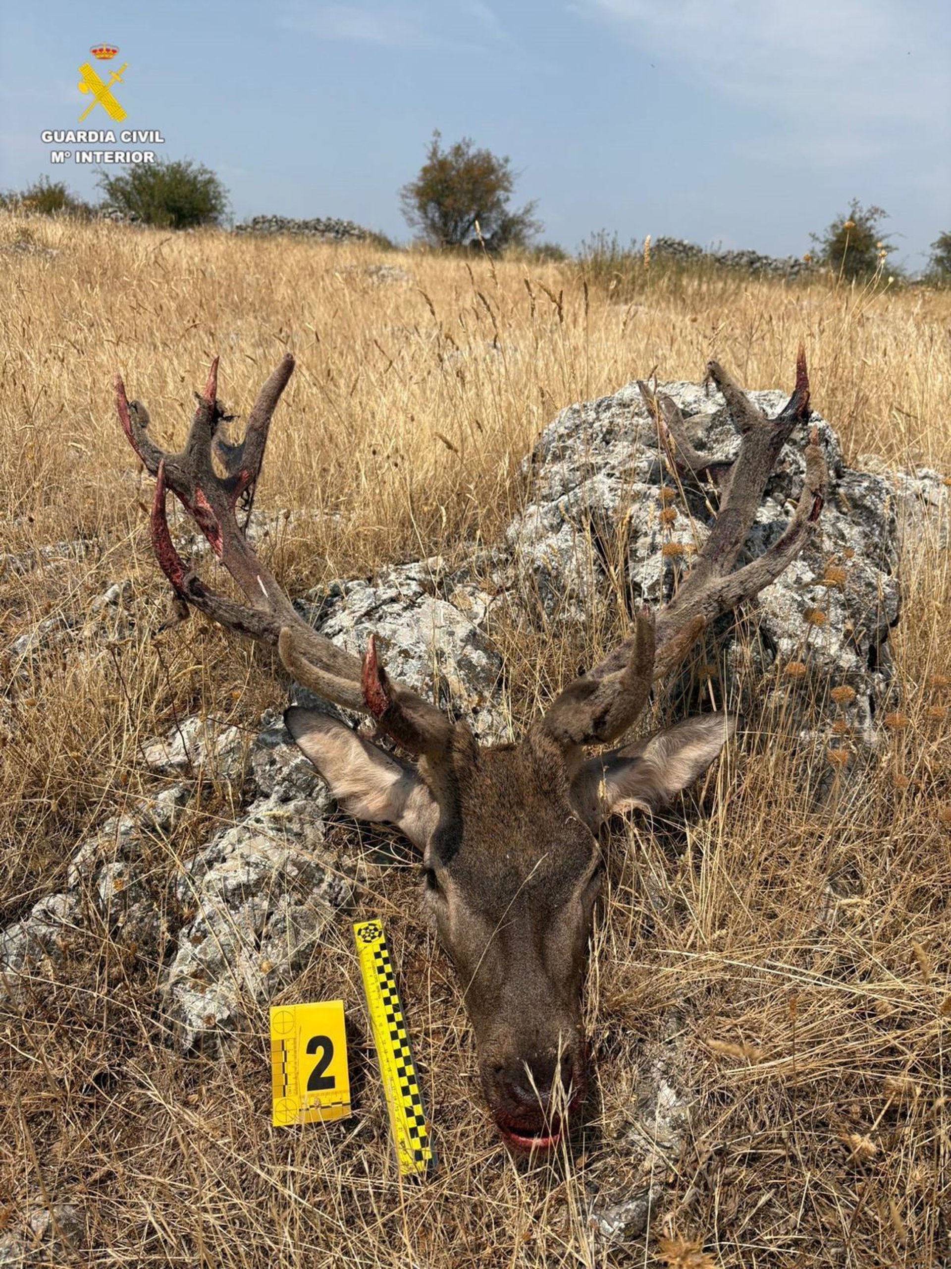 Investigan a una persona por matar y decapitar a un ciervo macho en época de veda en Soria