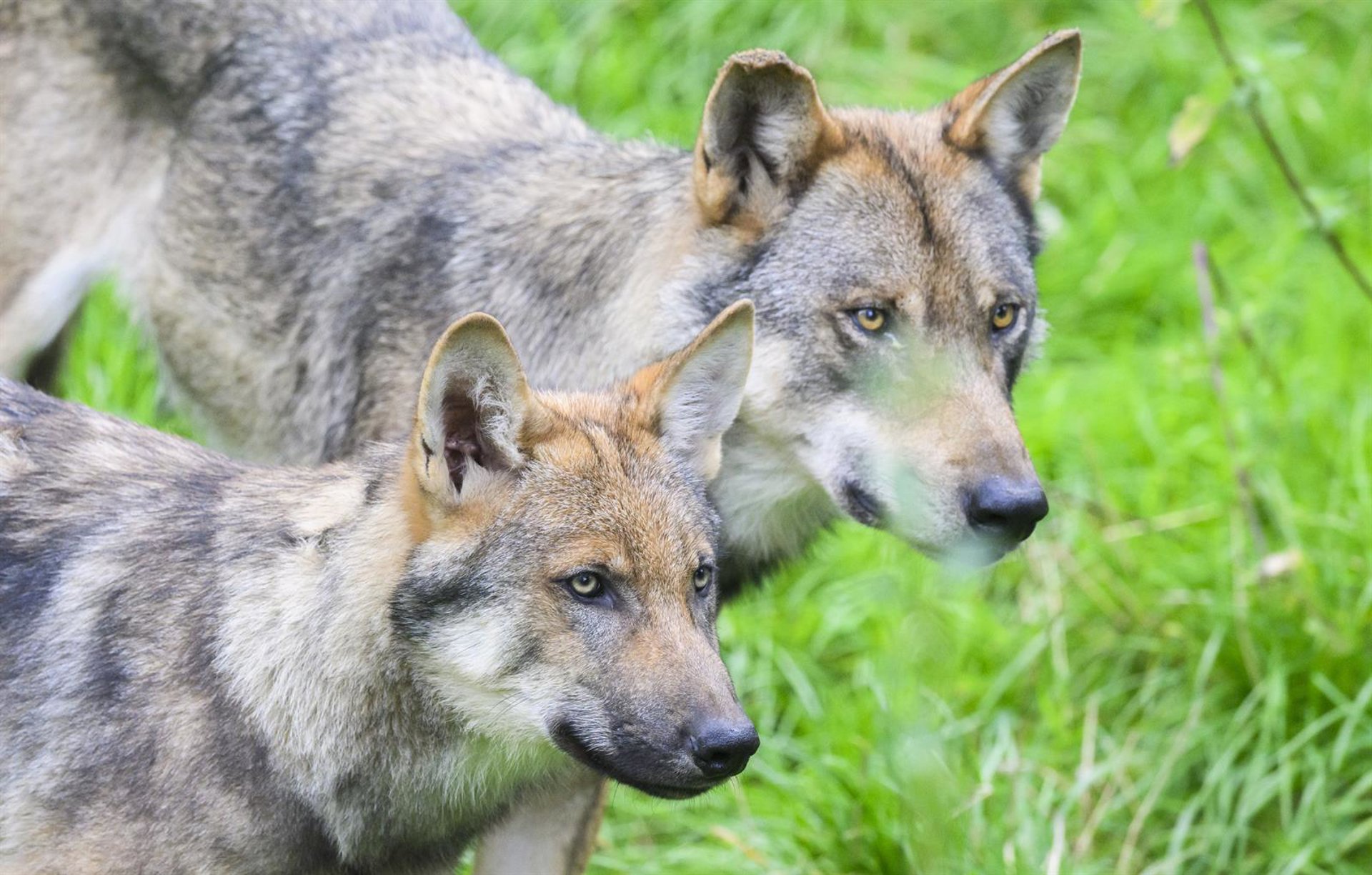 Eliminados 30 lobos del cupo de 41 en Cantabria, que valora extraer más en zonas donde siguen los daños