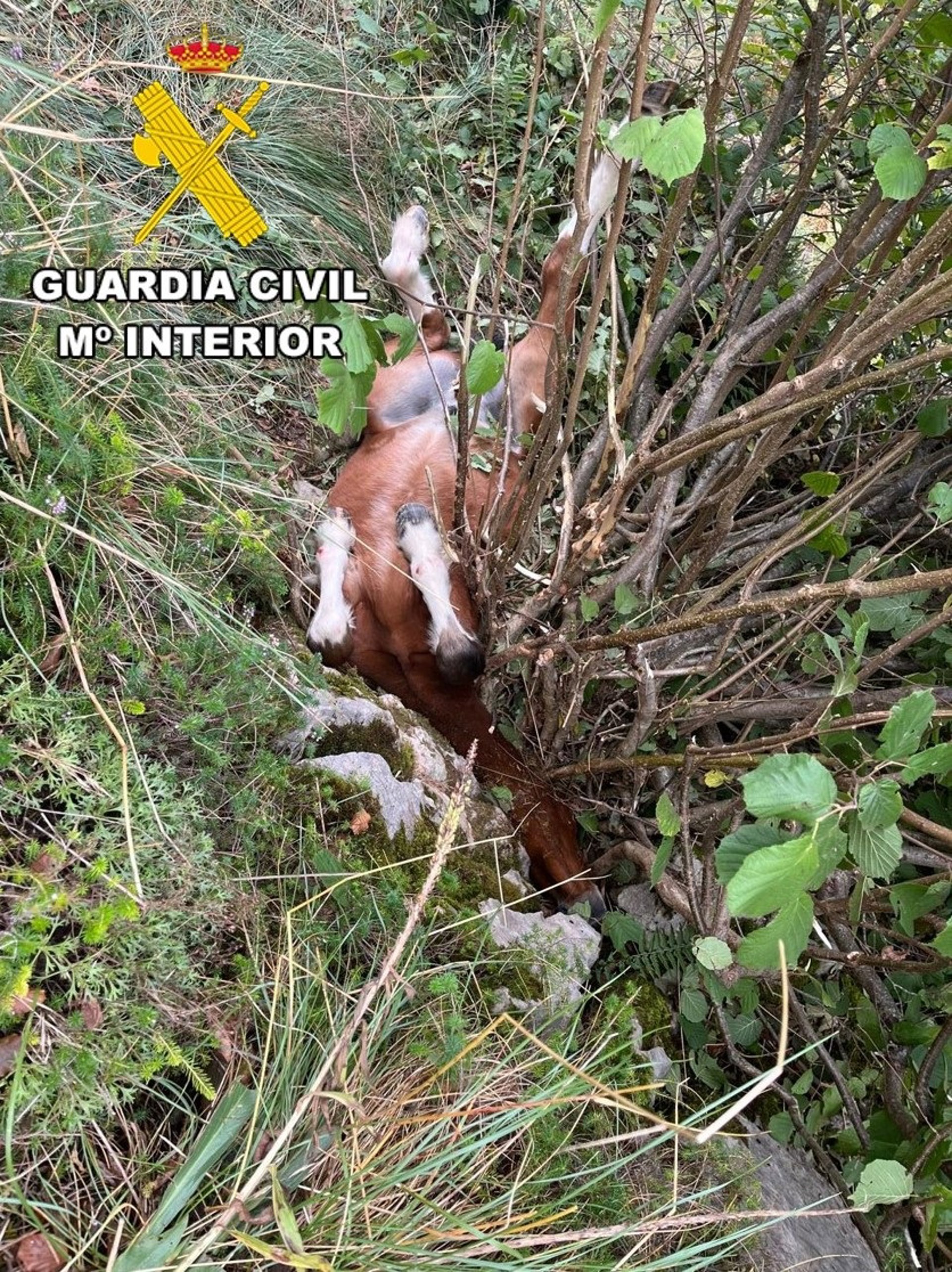 Rescatado en Portillo de la Sía (Burgos) un potro tras caer de ocho metros de altura y quedar atrapado