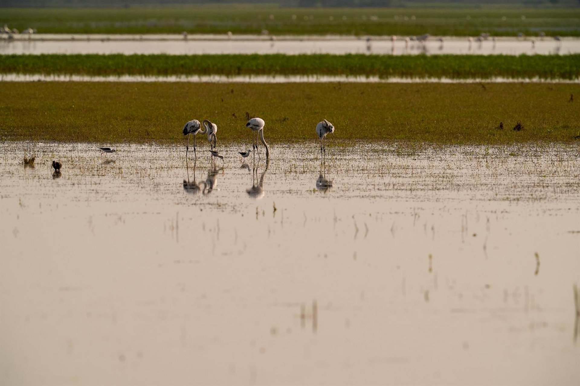 La Junta de Andalucía activa el protocolo de prevención para aves silvestres ante el riesgo de gripe aviar en Doñana