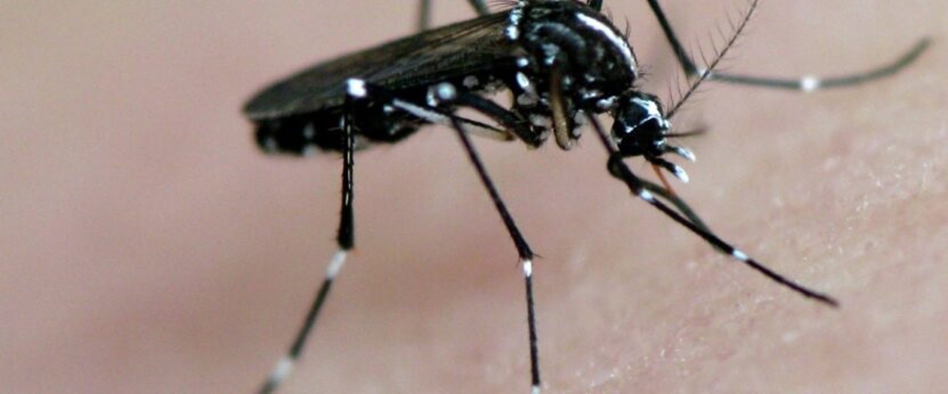 Investigadores de la UEx sitúan la presencia de mosquitos invasores en Extremadura en un estudio a nivel nacional