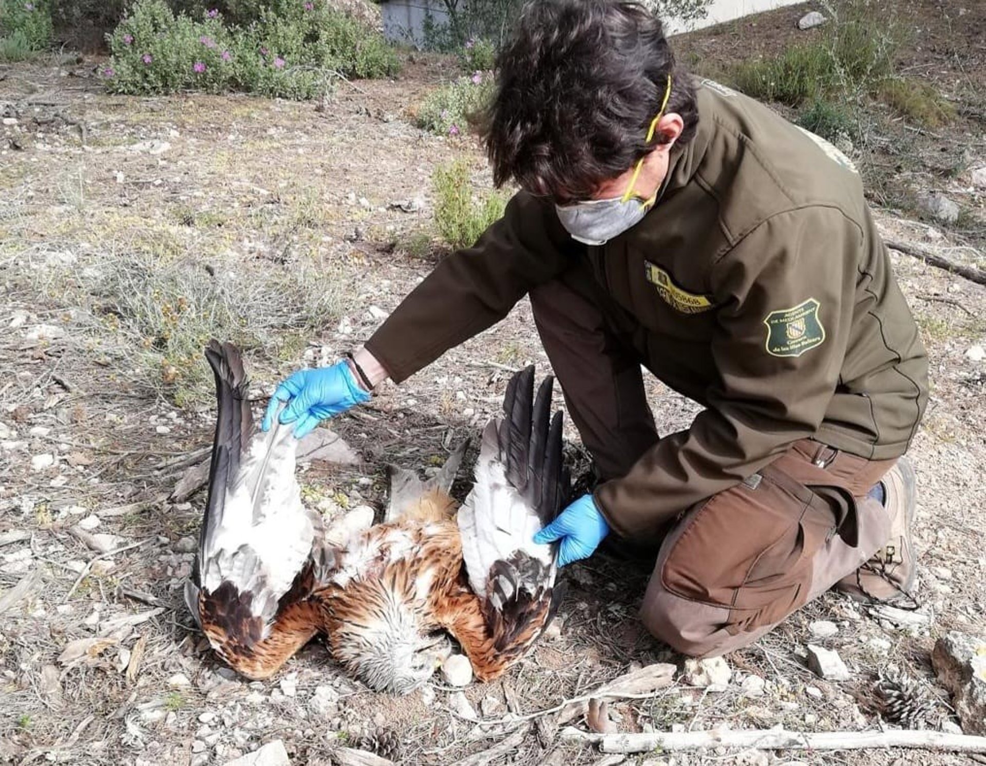 El Govern detecta tres casos de envenenamiento de milanos reales en cotos de caza de Mallorca