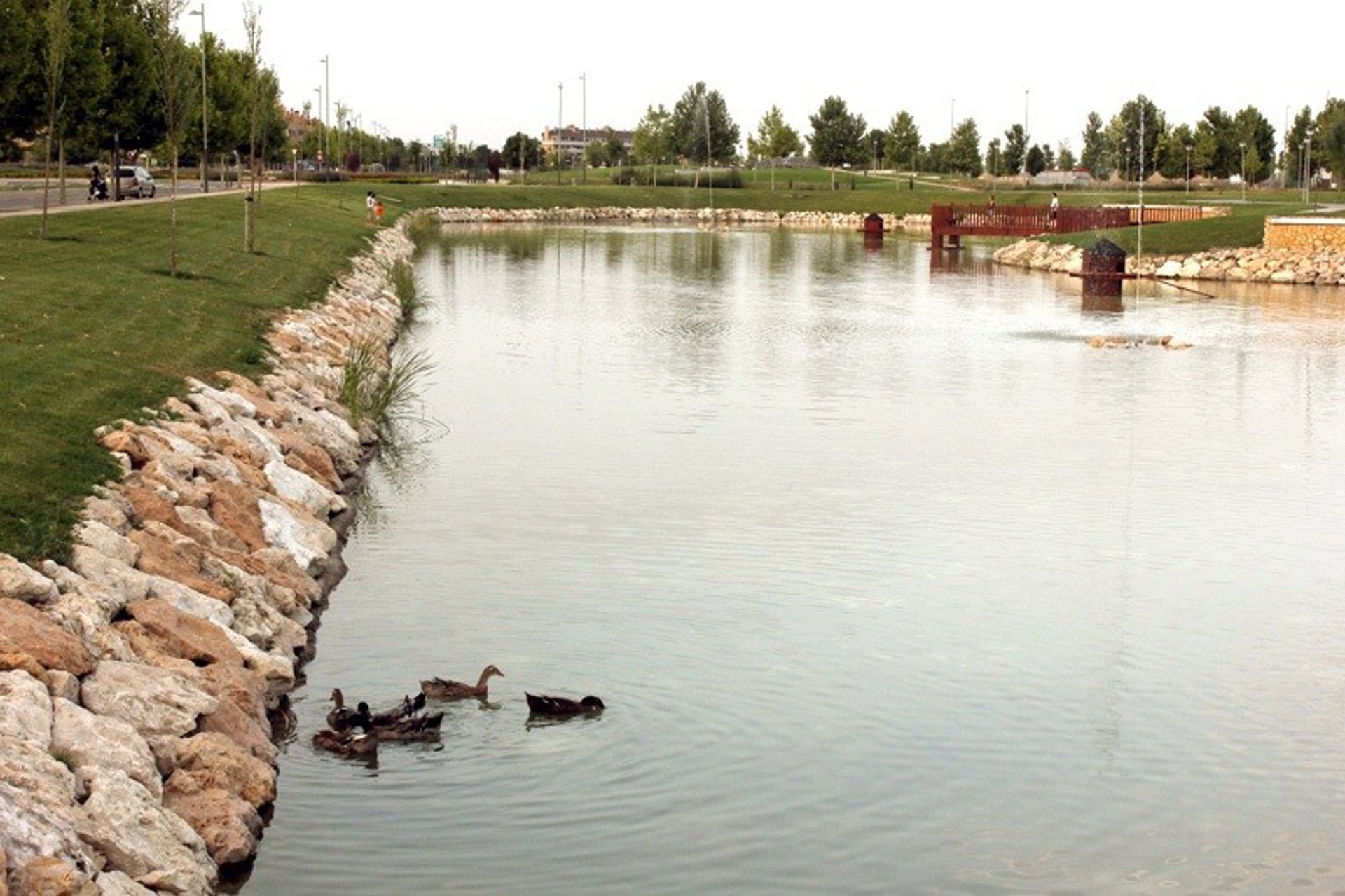Junta activa el protocolo de sanidad animal tras detectar patos con gripe aviar en el lago de Valdeluz de Yebes