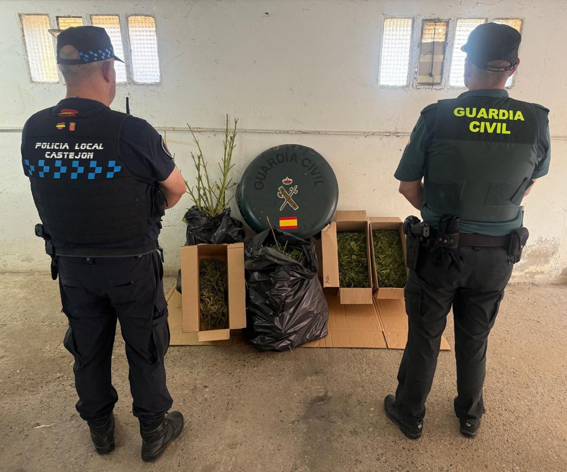 Intervenidos más de 11 kilos de marihuana en una plantación en Castejón