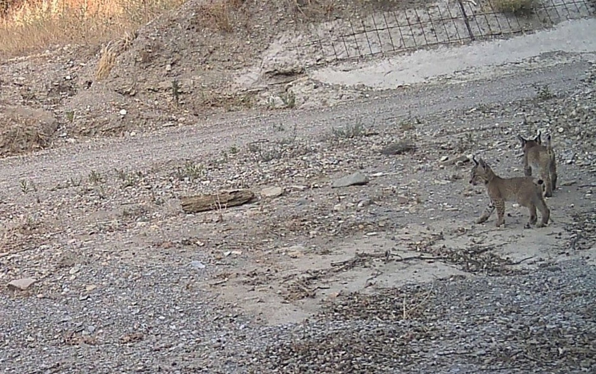 Tres cachorros de lince nacidos en Vélez-Rubio afianzan a Almería como núcleo emergente de reproducción en Andalucía