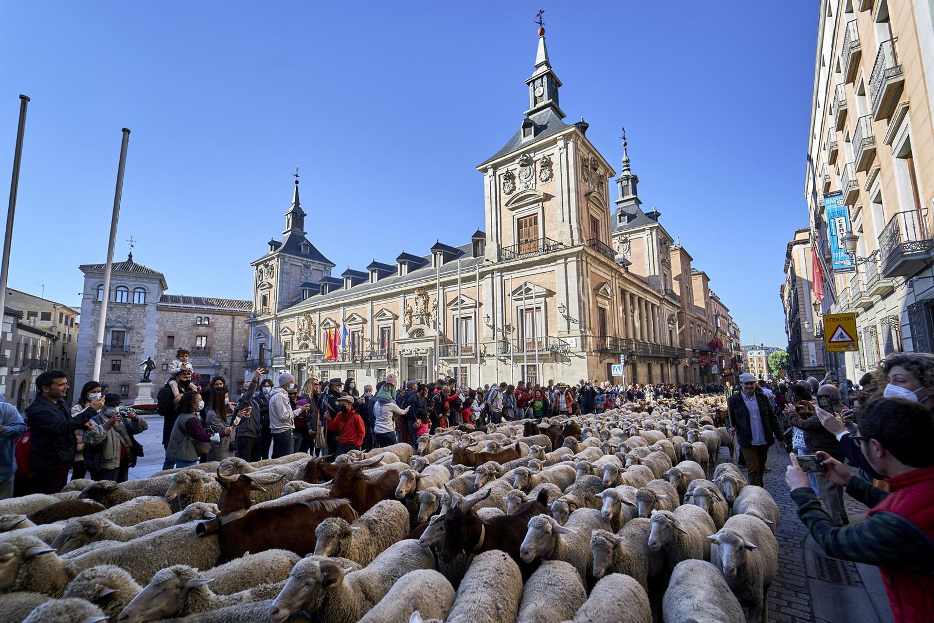 Rebaños de ovejas y cabras volverán a tomar este domingo el corazón de Madrid en la Fiesta de la Trashumancia