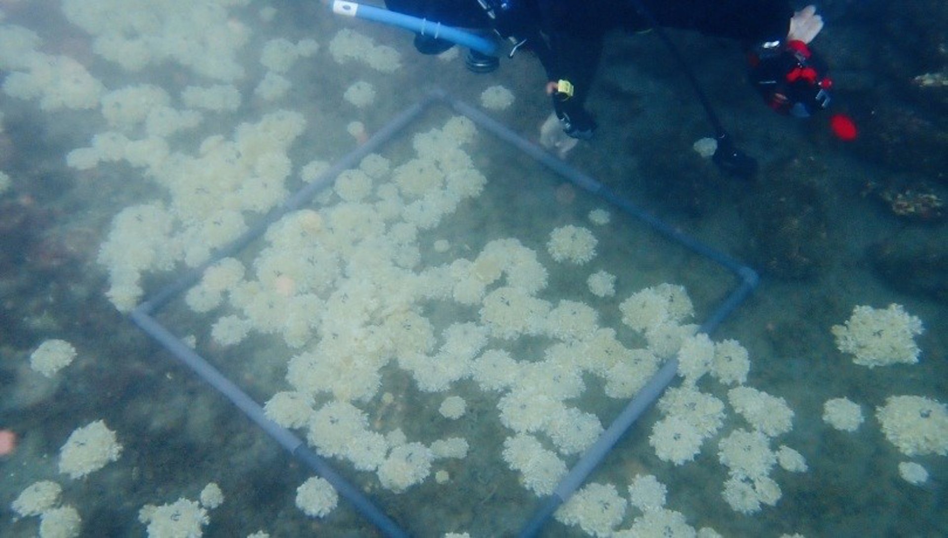 Detectan la medusa Cassiopea andromeda en Almería, el hallazgo «más occidental» en el Mediterráneo