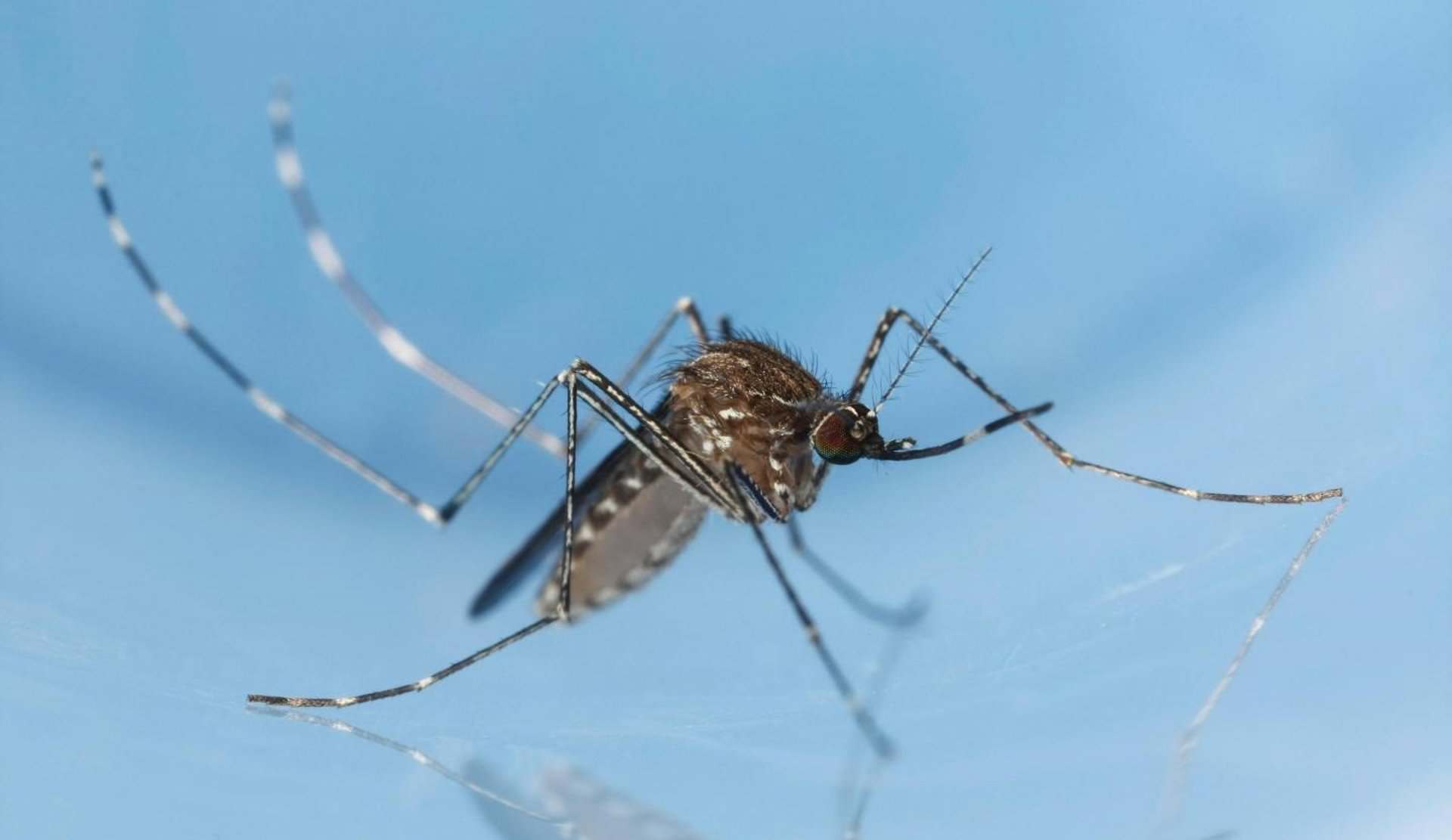 Baleares identifica en Mallorca el primer caso de infección por virus Usutu en España