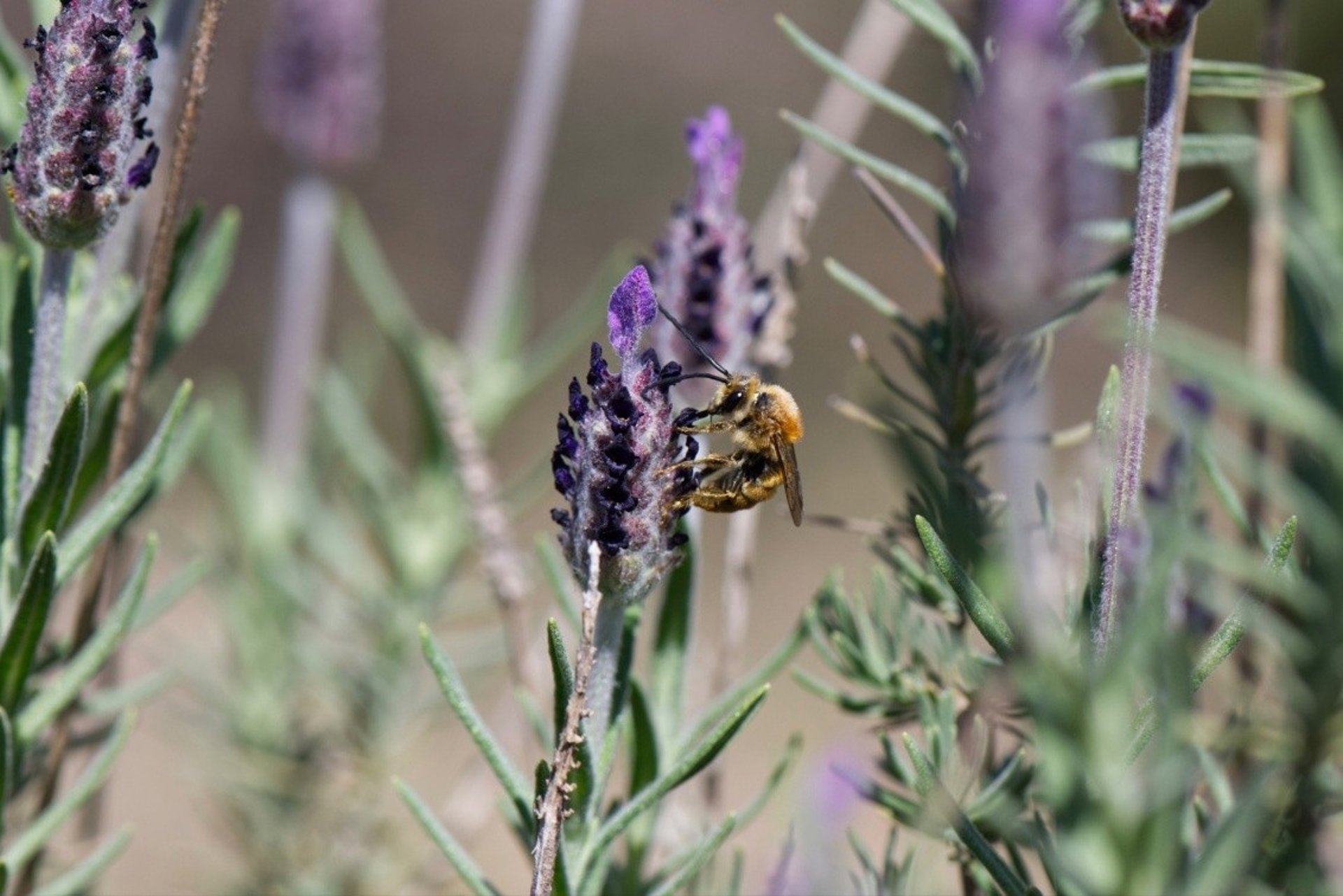 Científicos de CSIC apuntan que considerar las diferencias entre individuos es «clave» para conservar la biodiversidad