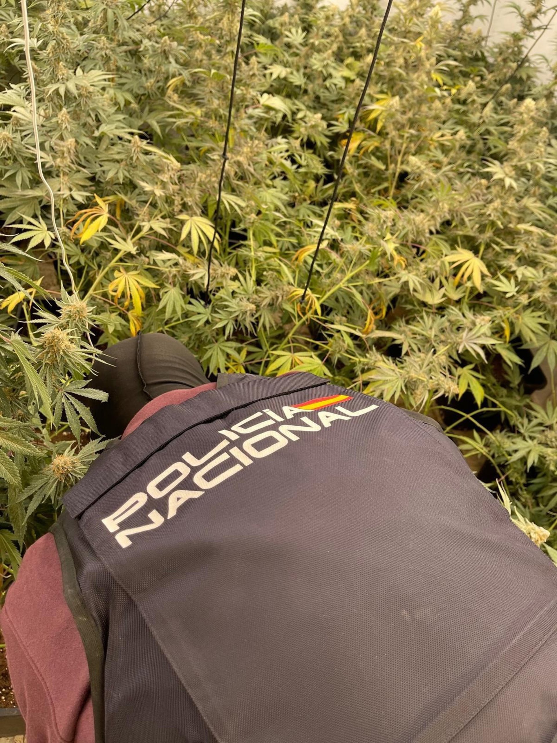 Detenidas cinco personas en cuatro operaciones contra el narcotráfico en Almería y El Ejido