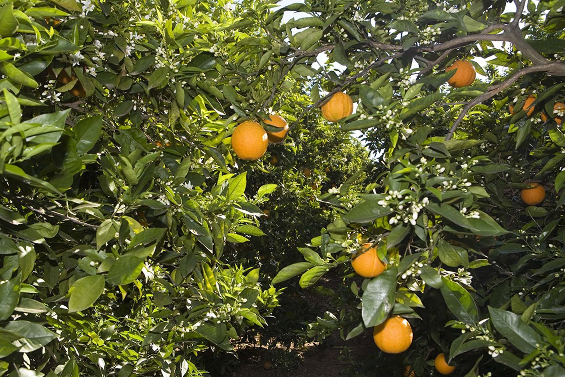 AVA-Asaja avisa de la entrada a UE de las primeras naranjas de Egipto con residuos y fitosanitarios prohibidos