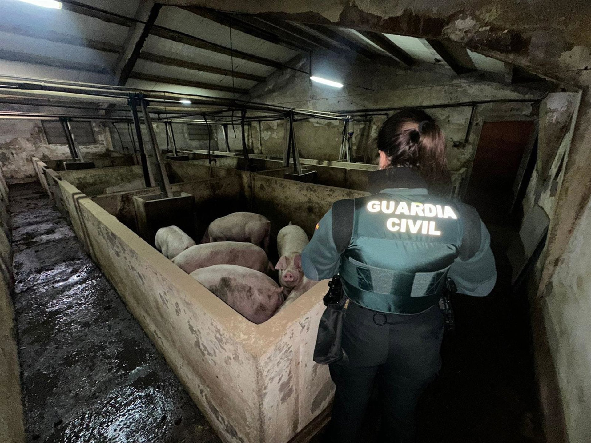 La Guardia Civil evita la muerte de 400 animales tras inundarse una explotación porcina en Aldea Real (Segovia)