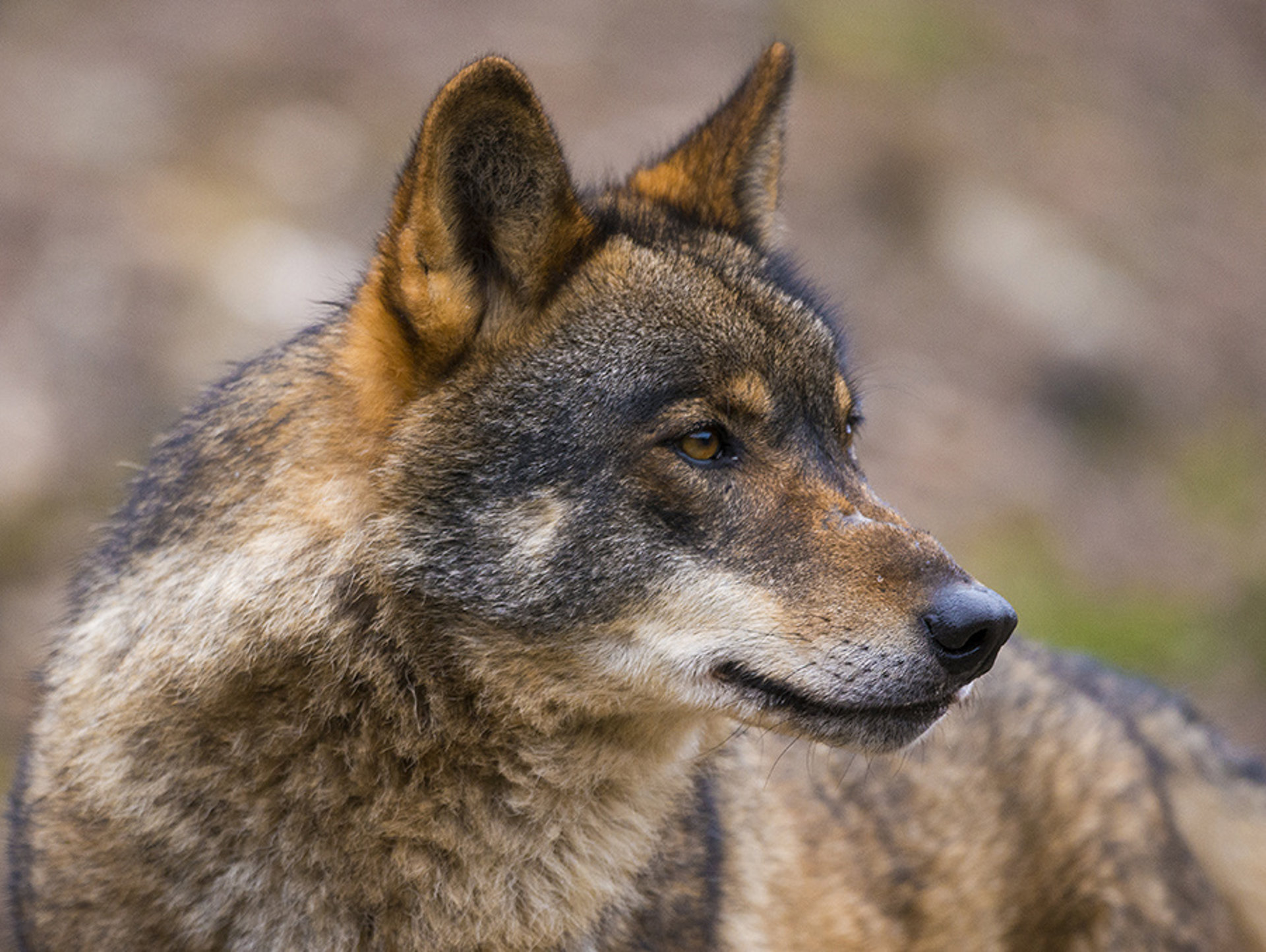 Grupo Lobo Asturias pide el cese del consejero Marcos tras la sentencia del Supremo sobre gestión del lobo
