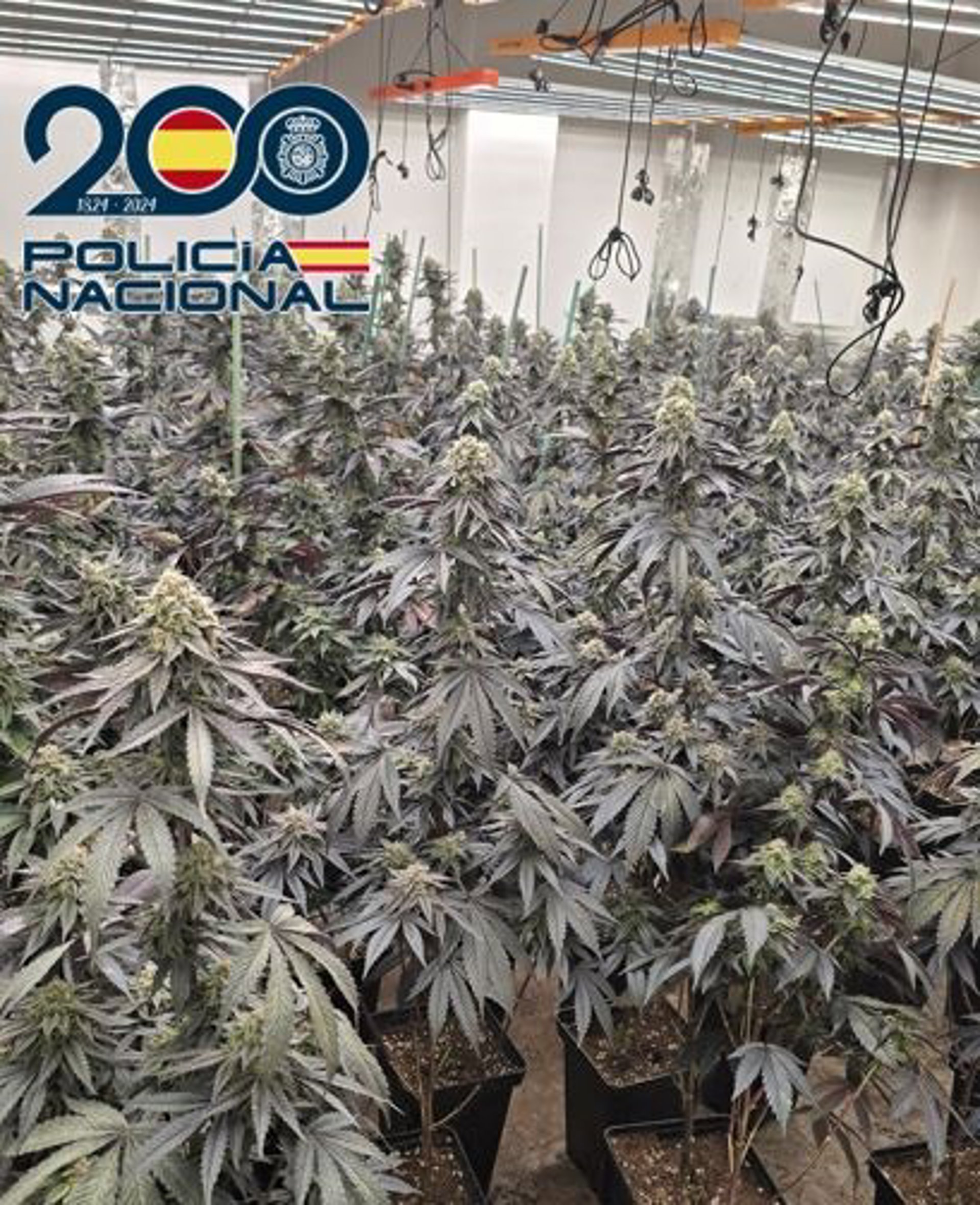 Un dispositivo de Policía de seis días en distrito Norte desmantela 17 cultivos ‘indoor’ de cannabis