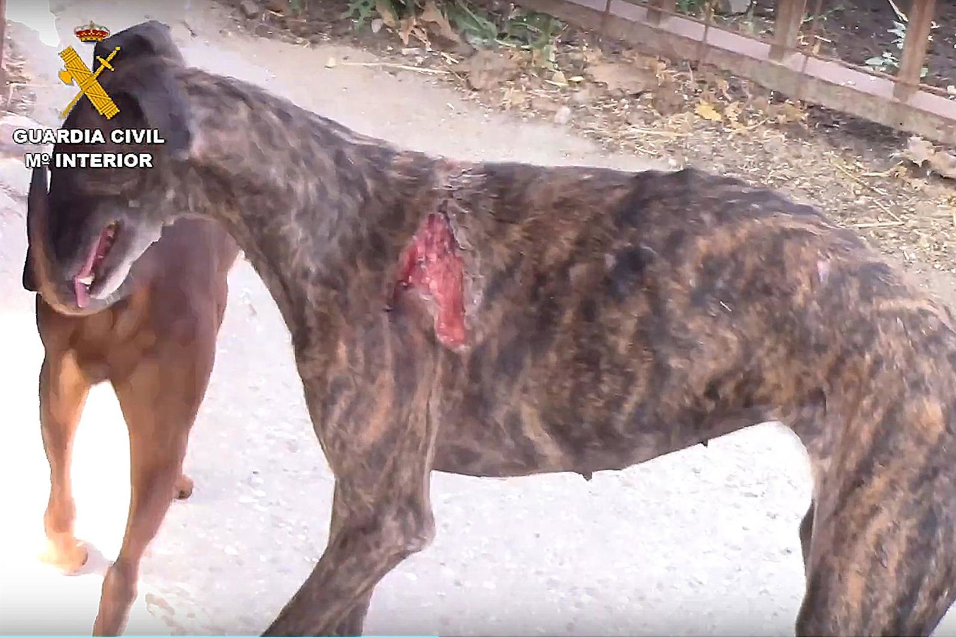 Una protectora de animales pide investigar al ‘Vampiro de Humanes’ por posible quebrantamiento de medidas cautelares