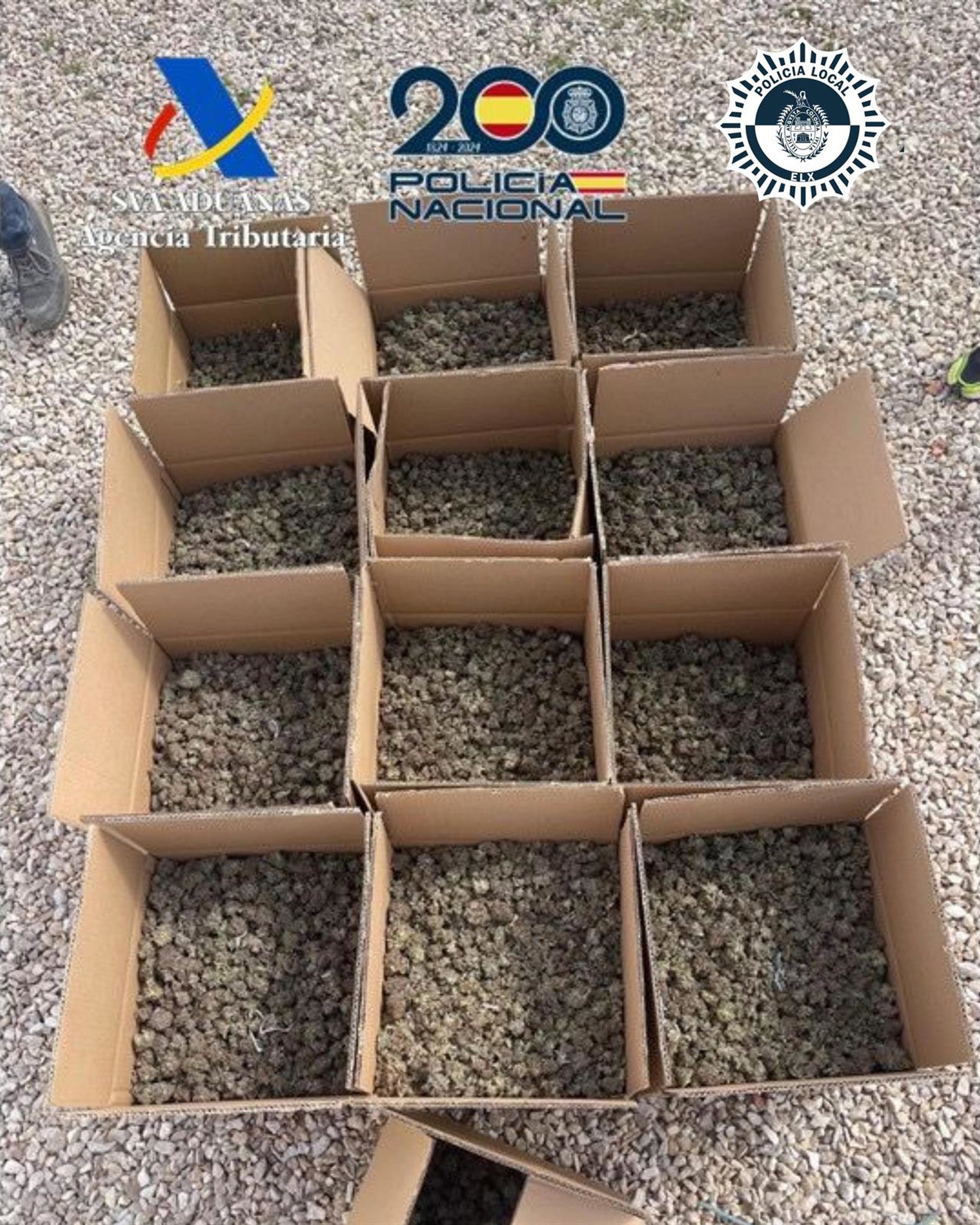 Desmantelado un cultivo ‘indoor’ de marihuana y 126 kilos de cogollos intervenidos en Elche