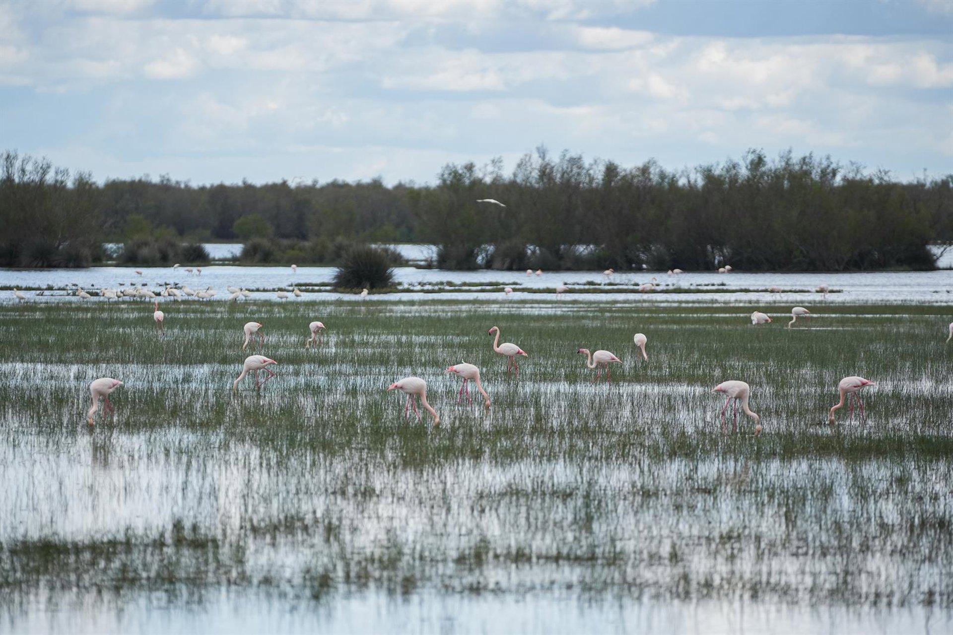 La Audiencia Nacional admite a trámite el recurso de WWF contra el deslinde del Gobierno en Doñana