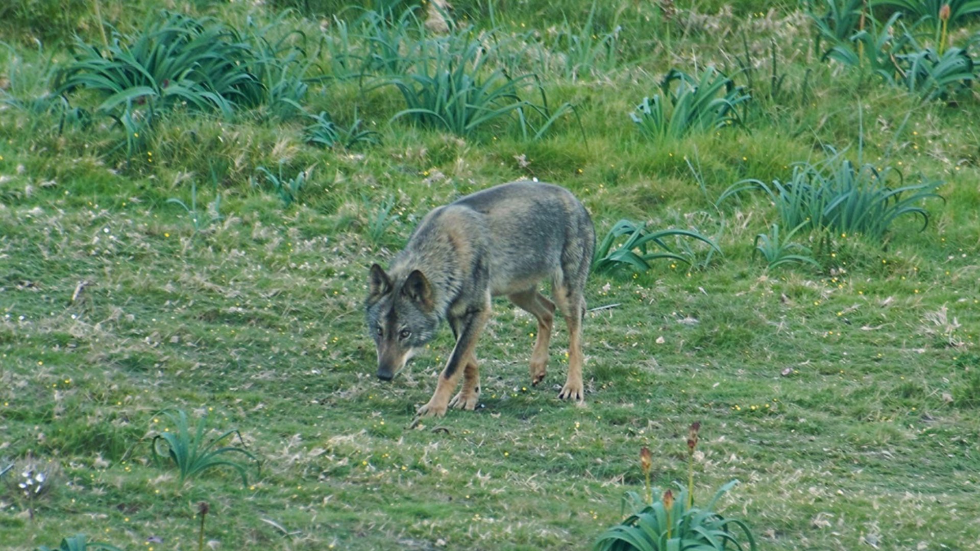 Cantabria establece un cupo máximo de 30 extracciones del lobo hasta final de año