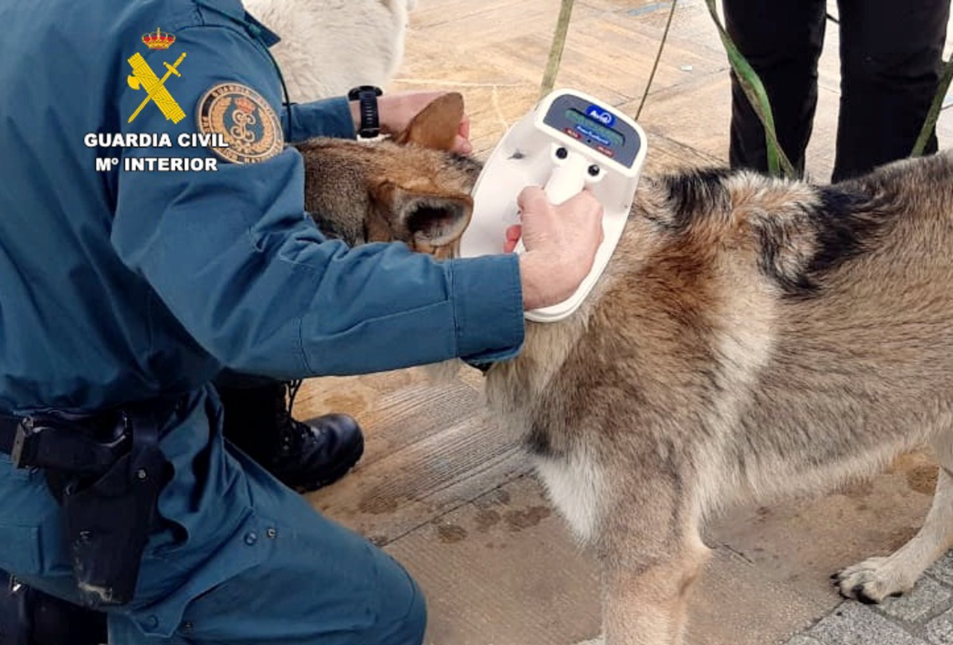 Investigado un hombre por arrastrar a un perro atado al parachoques de un vehículo y golpearlo