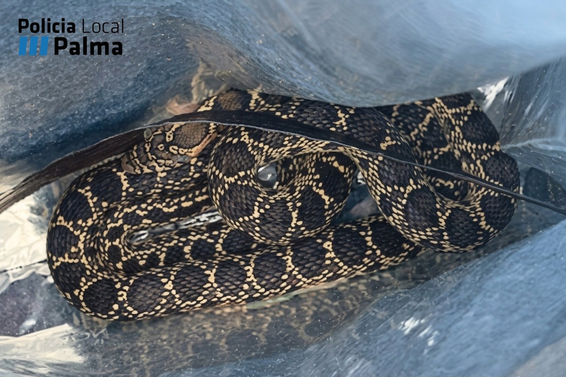 Una serpiente muerde a un policía cuando trataba de atraparla para sacarla de una vivienda en Palma