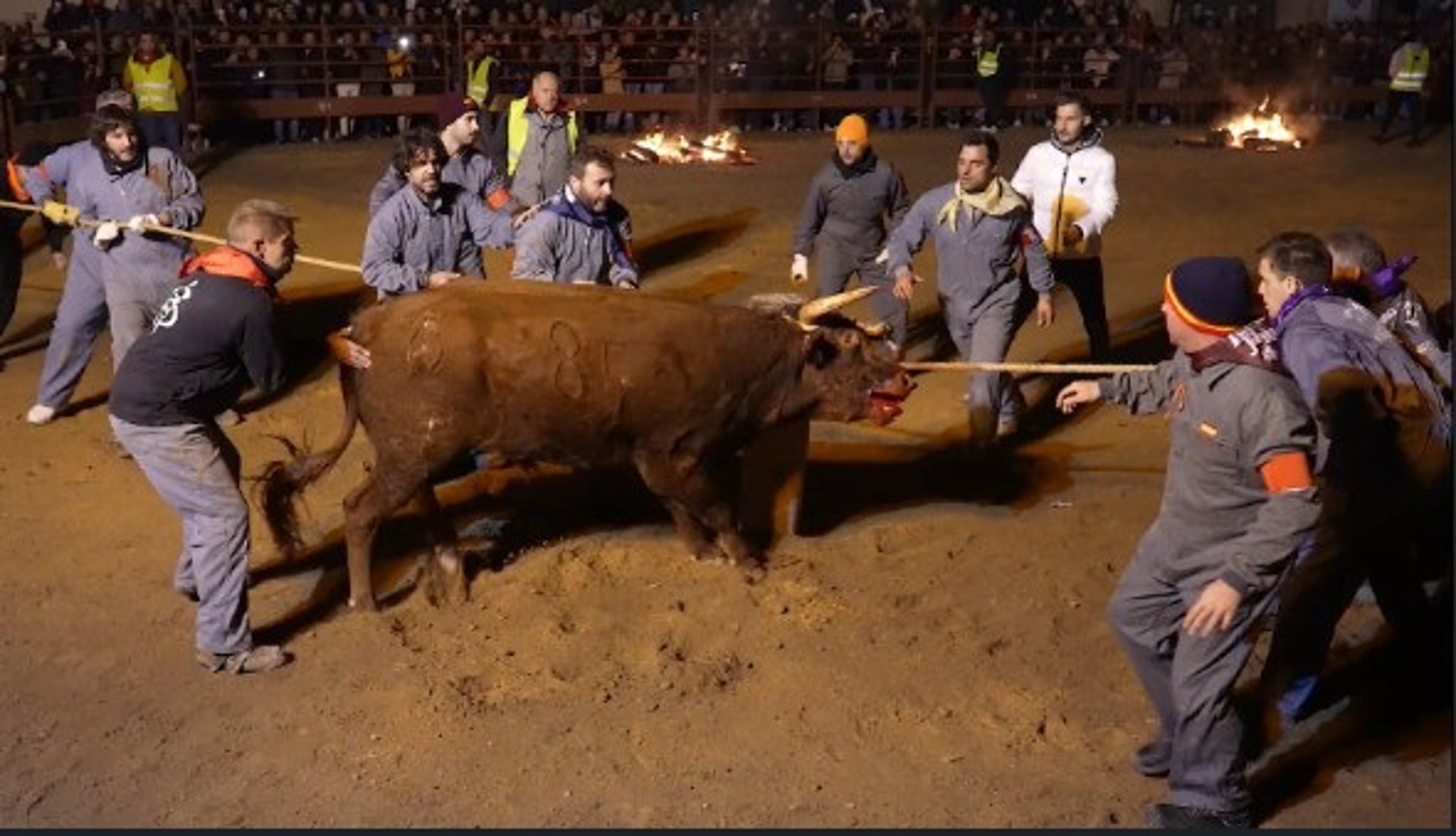 PACMA recurre la declaración del Toro Jubilo de Medinaceli (Soria) como BIC