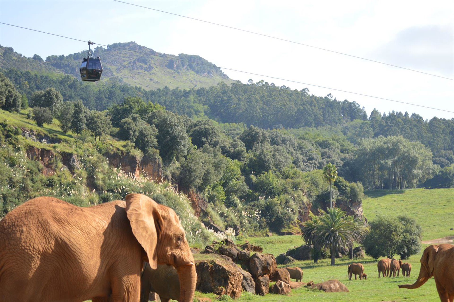 Cabárceno y el Zoo de Santillana del Mar documentarán el comportamiento de los animales durante el eclipse