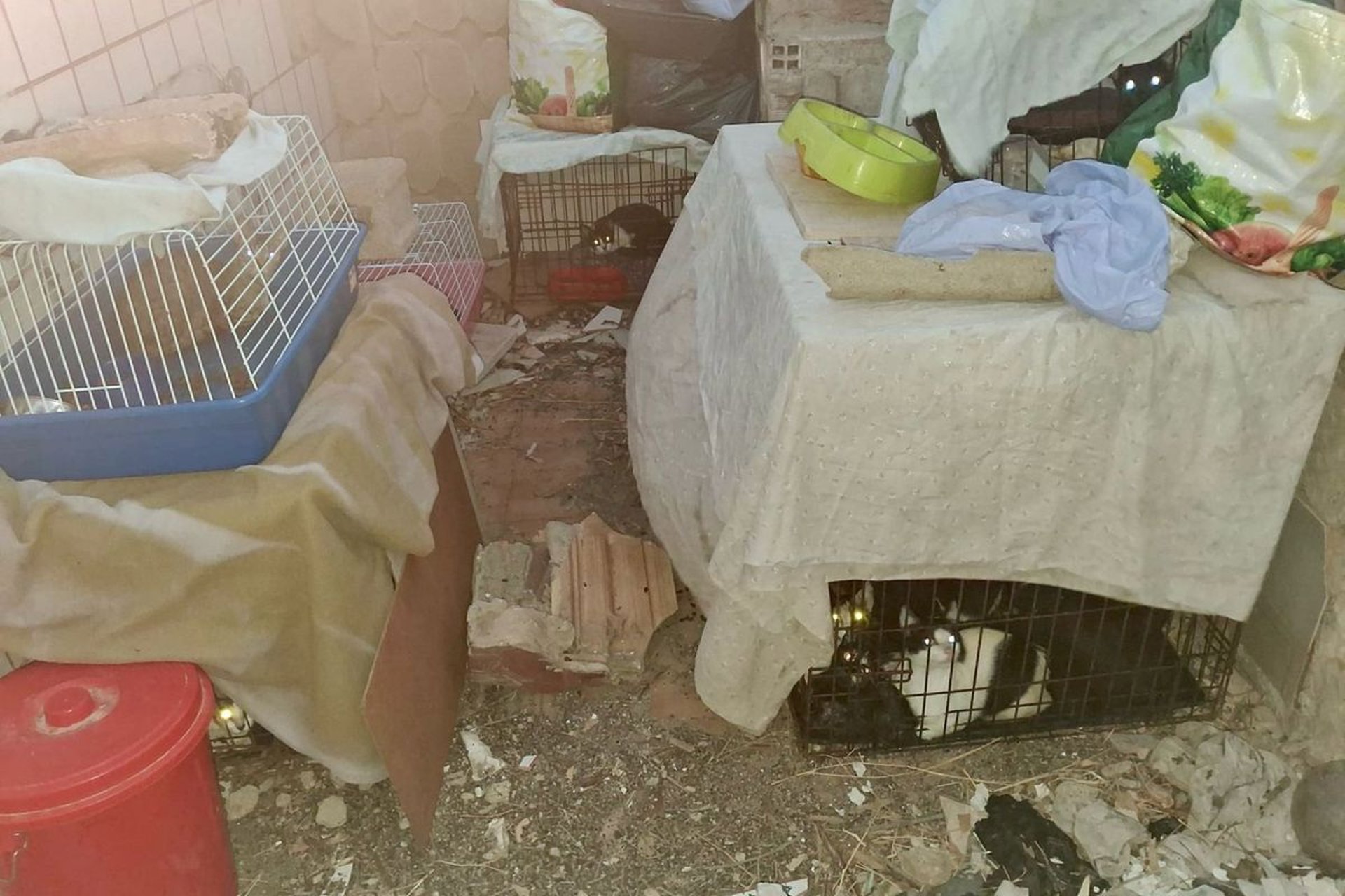 Rescatan 24 gatos hacinados en transportines en unos edificios en ruinas de Cartagena