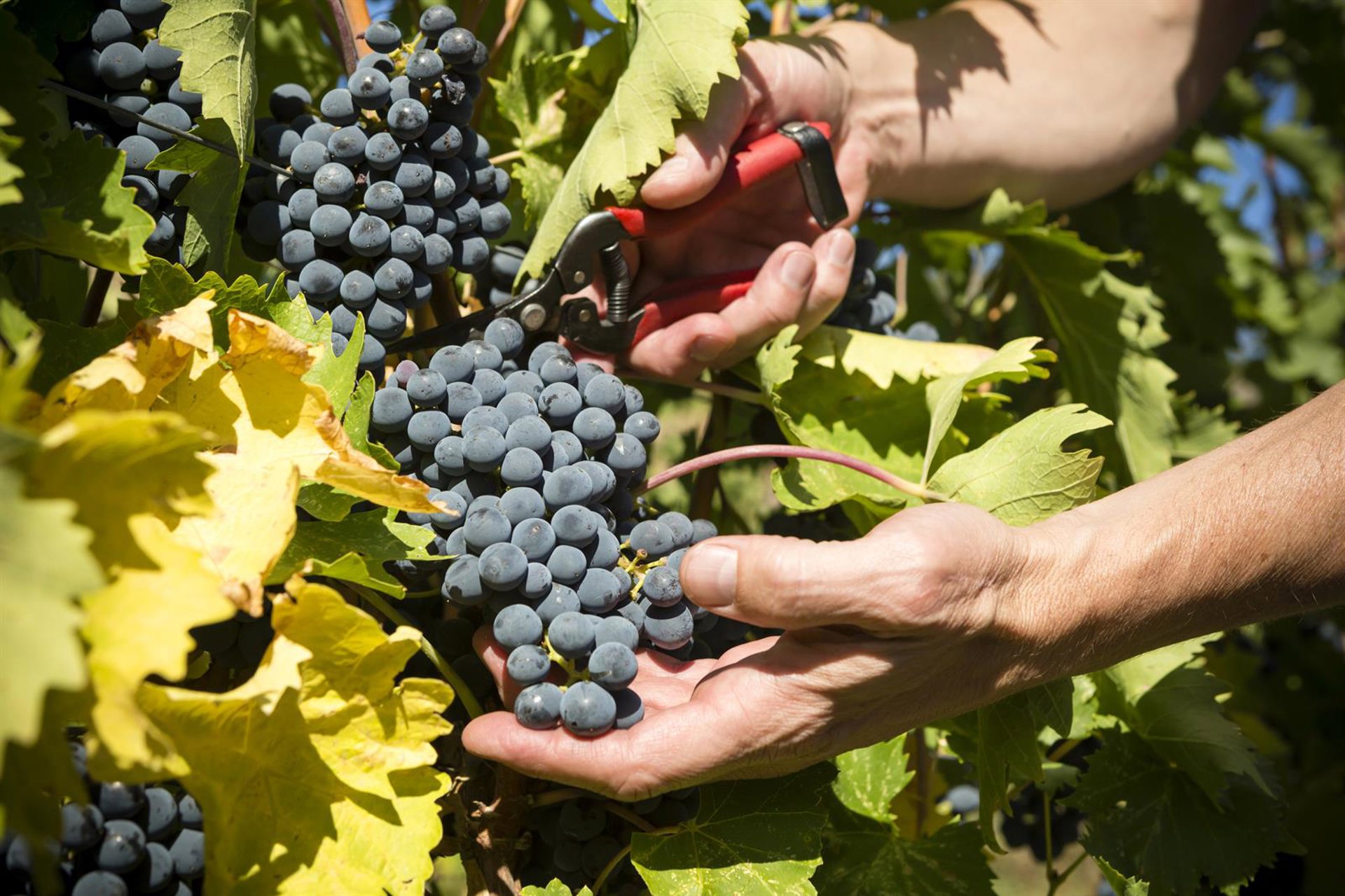 UAGA prevé que la vendimia en Rioja Alavesa se adelante «más que nunca» con una cosecha de calidad «excelente»